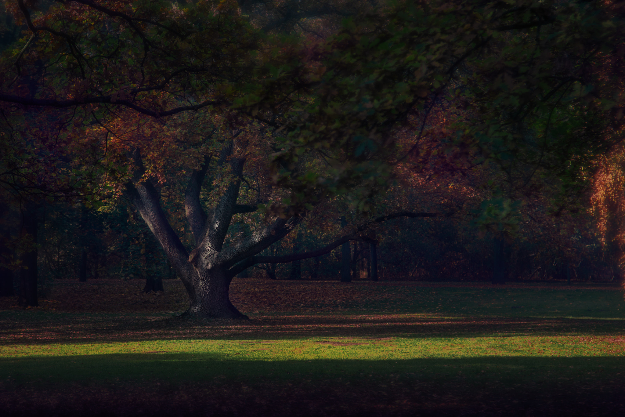 Canon EOS 650D (EOS Rebel T4i / EOS Kiss X6i) sample photo. Autumn photography