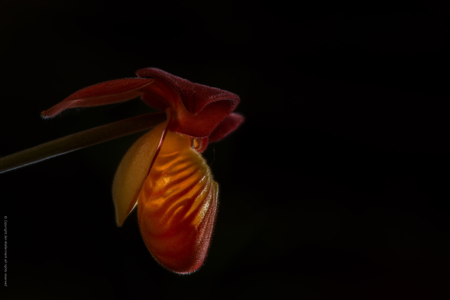 Sigma APO Macro 180mm F3.5 EX DG HSM sample photo. The orchid photography