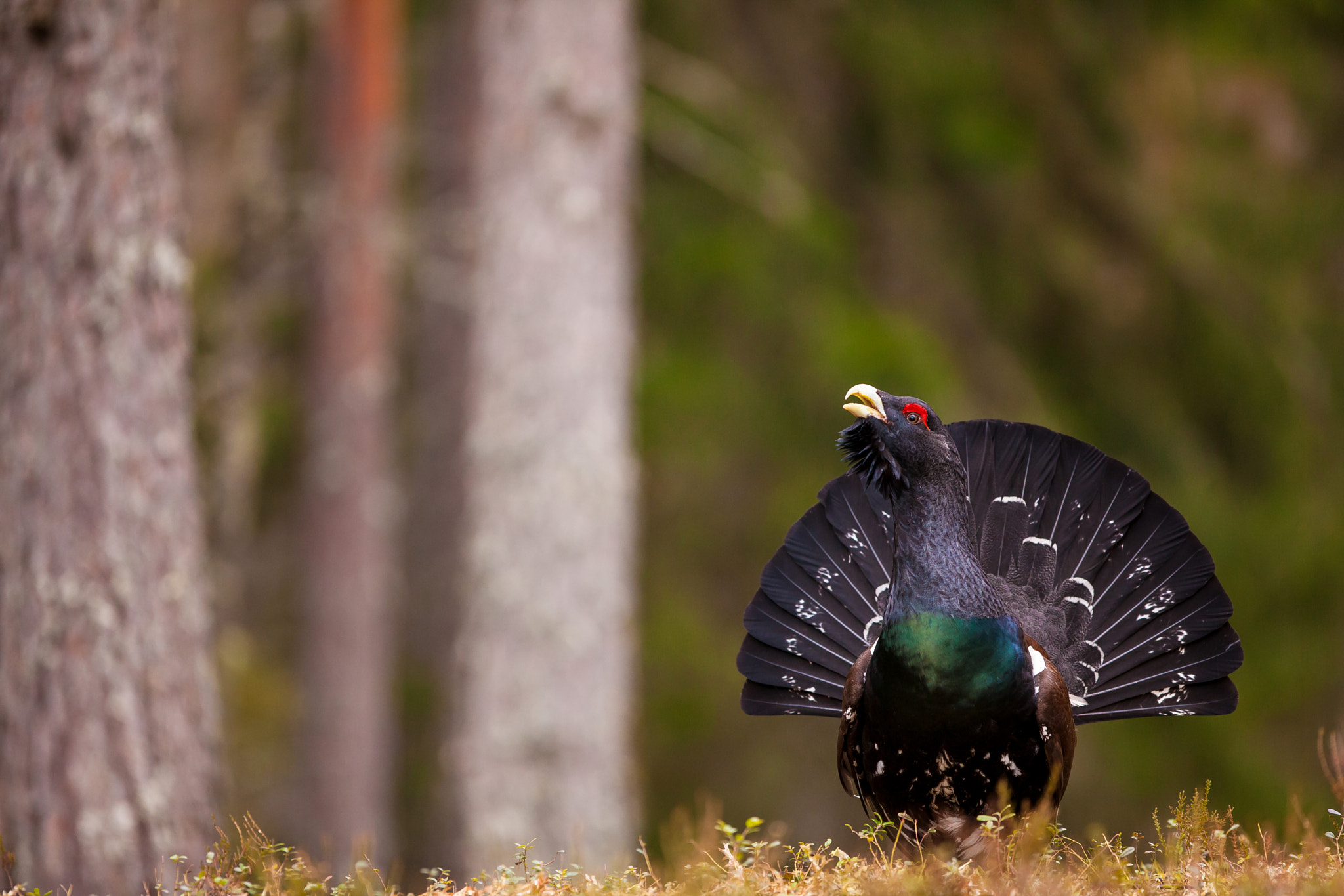 Canon EF 300mm F2.8L IS USM sample photo. Display photography
