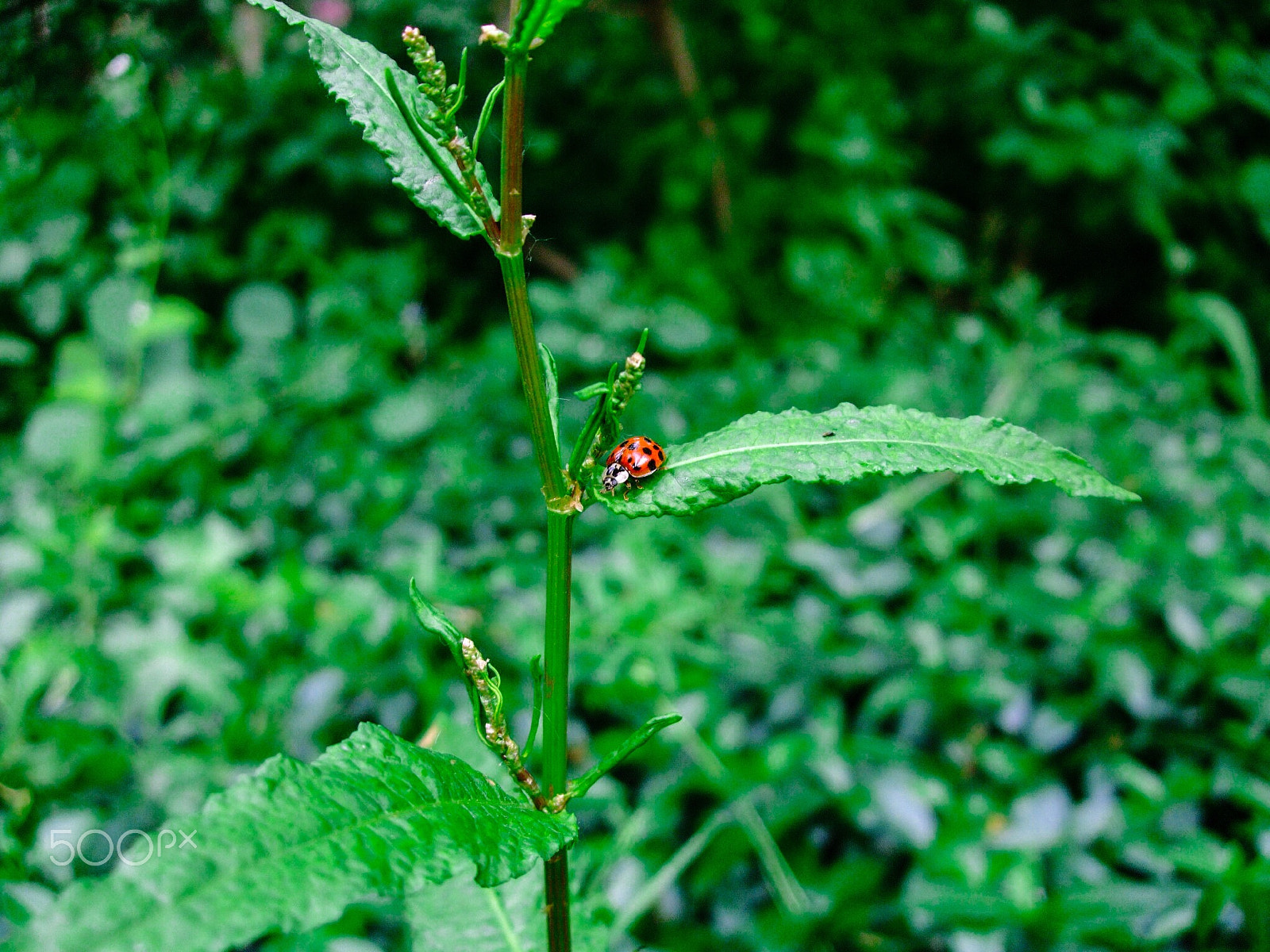 Fujifilm FinePix F50fd sample photo. Ladybird photography