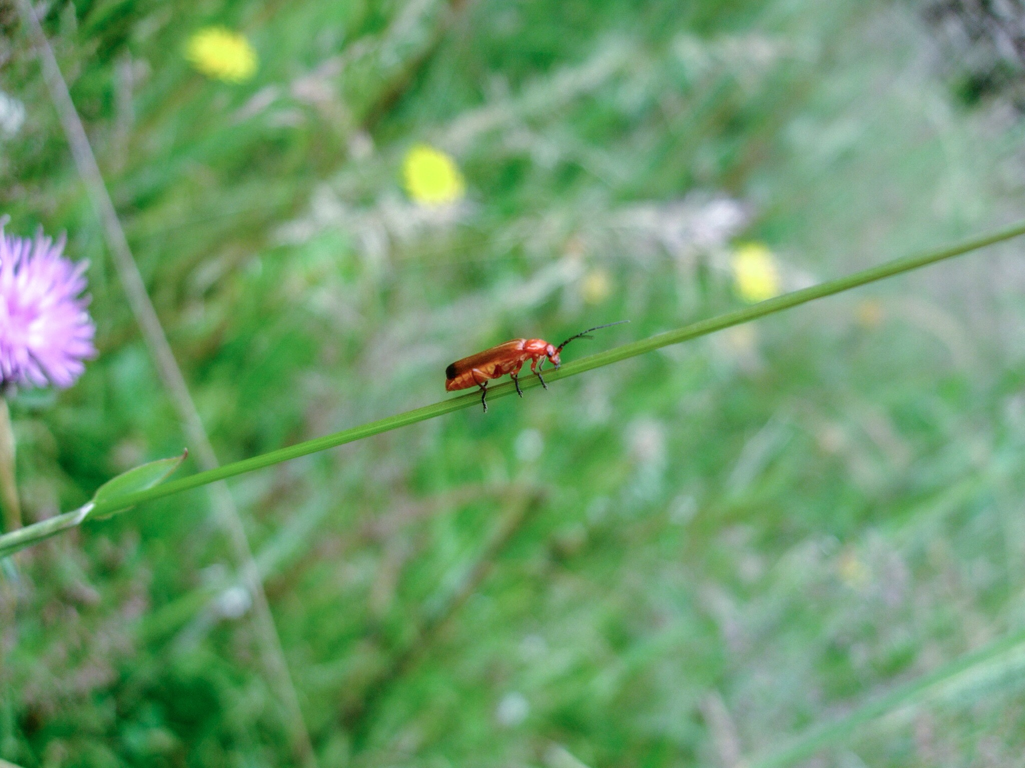 Fujifilm FinePix F50fd sample photo. Beetle photography