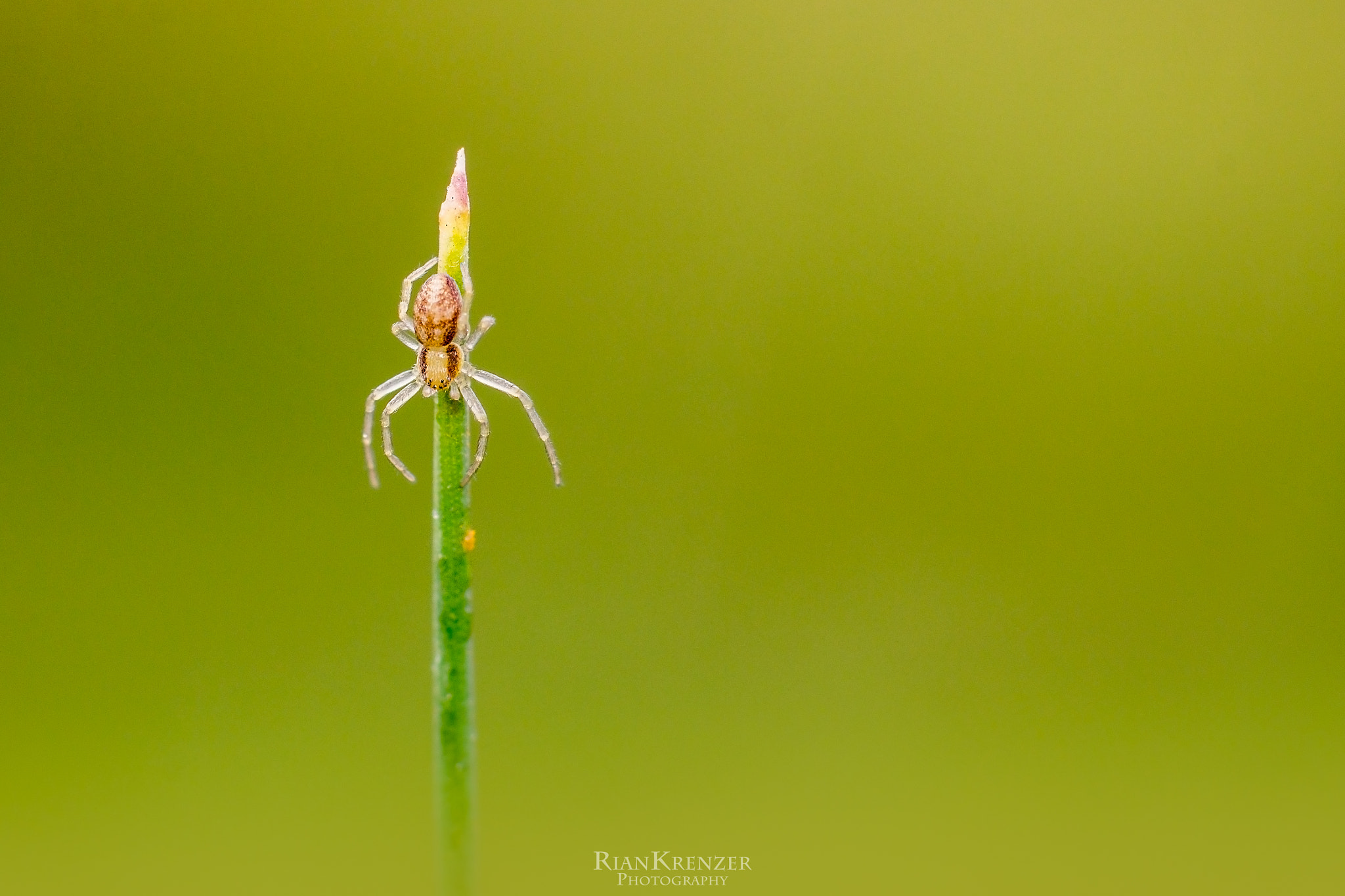 Sigma 90mm 2.8 Macro sample photo. Spider photography