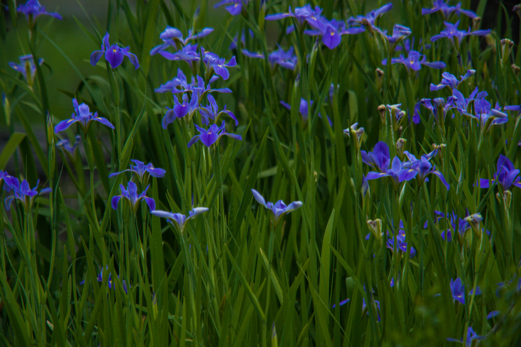 Sigma 150-500mm F5-6.3 DG OS HSM sample photo. Louisiana blue iris photography