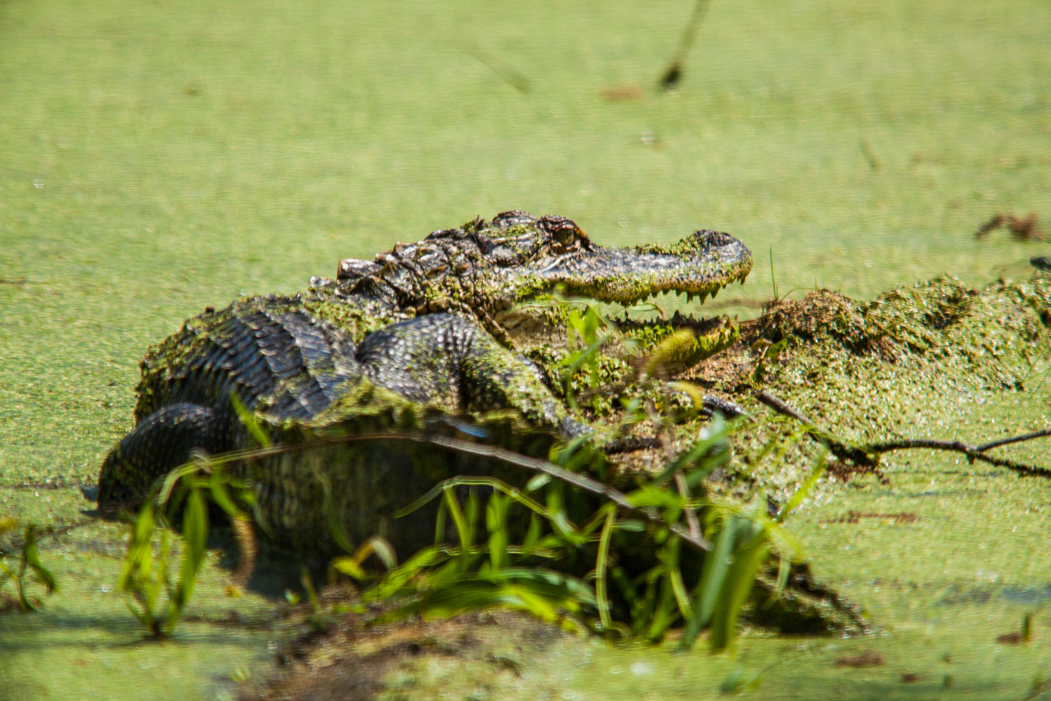 Sigma 150-500mm F5-6.3 DG OS HSM sample photo. Green gator photography