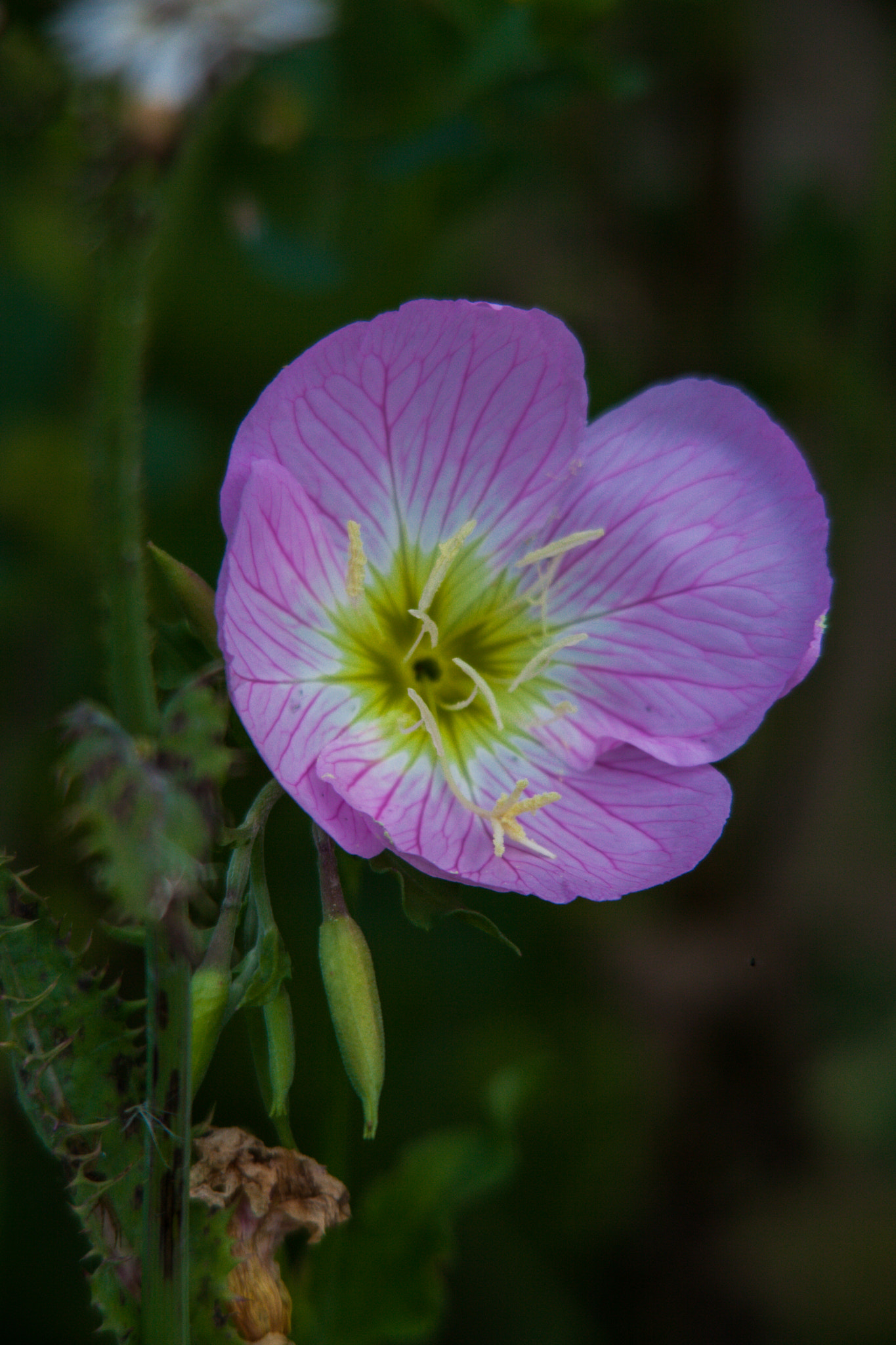 Sigma 150-500mm F5-6.3 DG OS HSM sample photo. Wild pink buttercup photography