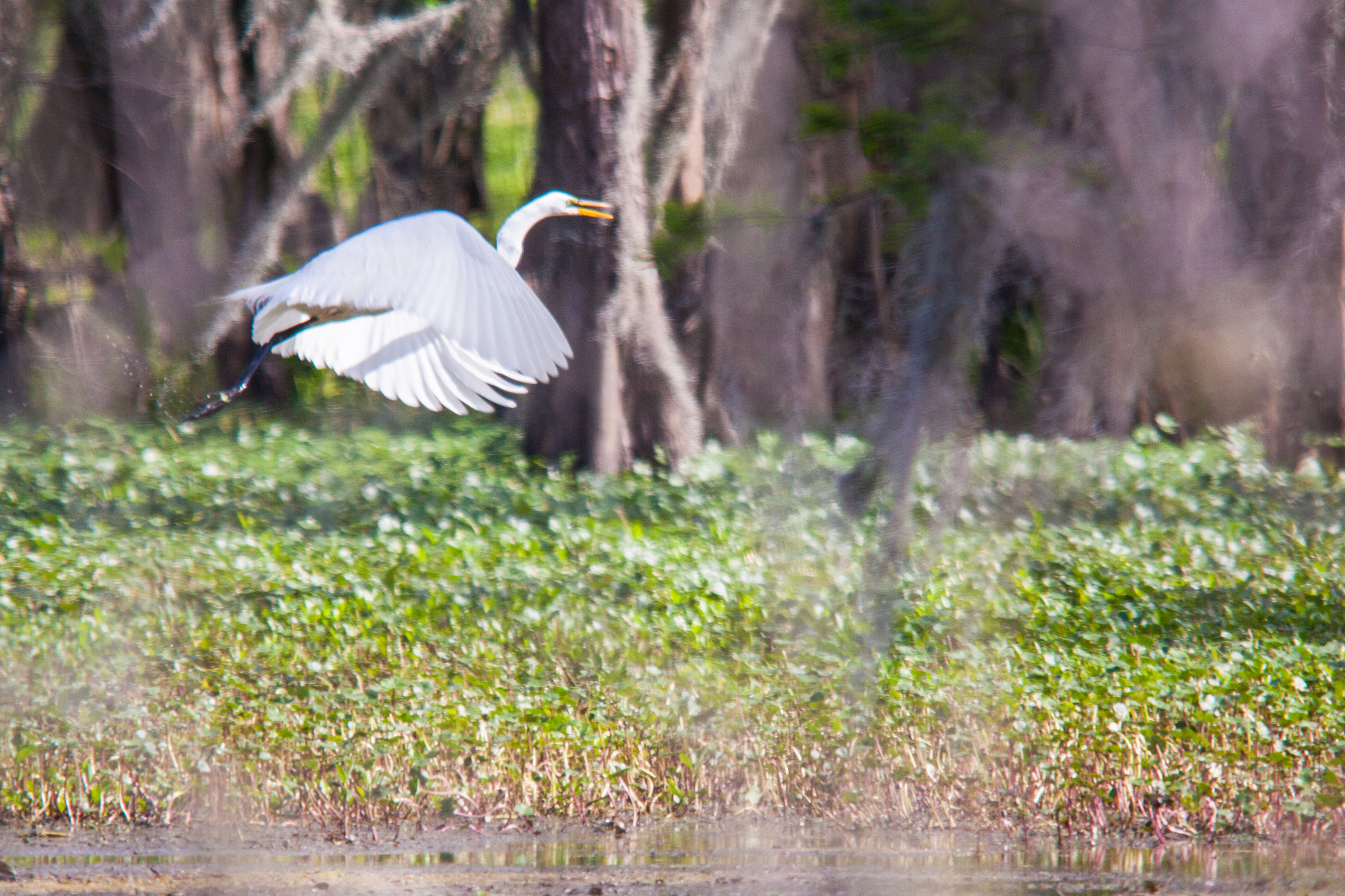 Canon EOS 5D Mark II + Sigma 150-500mm F5-6.3 DG OS HSM sample photo. Great egret flying in swamp photography