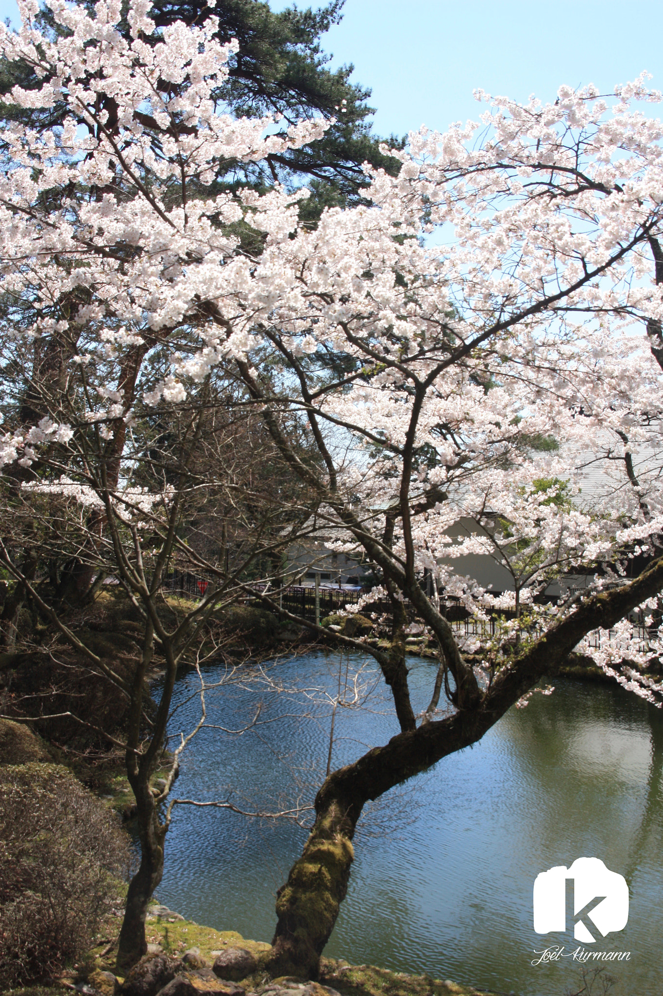 Canon EOS 450D (EOS Rebel XSi / EOS Kiss X2) + Sigma 15-30mm f/3.5-4.5 EX DG Aspherical sample photo. Blossom tree and lake photography