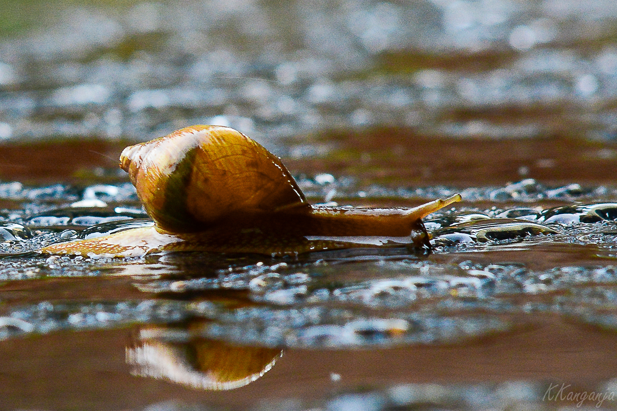 Sigma 50-150mm F2.8 EX APO DC HSM sample photo. Snail photography