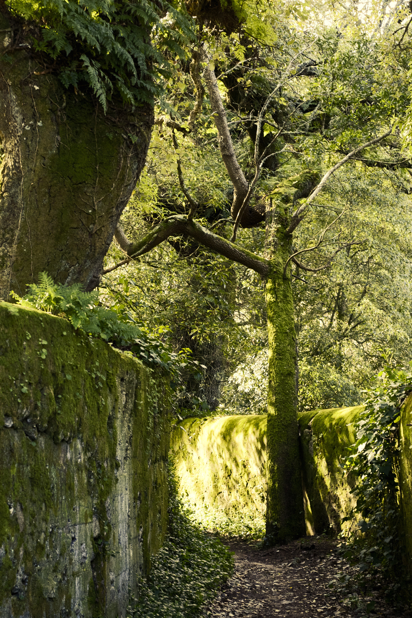 Canon EOS 30D + Canon EF 50mm F1.8 II sample photo. Forest. photography