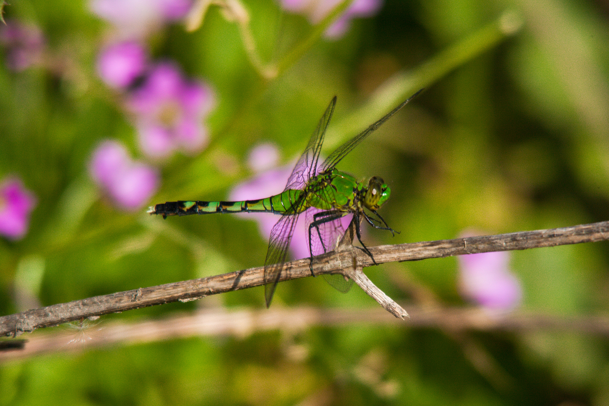 Canon EOS 5D Mark II + Sigma 150-500mm F5-6.3 DG OS HSM sample photo. Green dragonfly with pink flowers photography