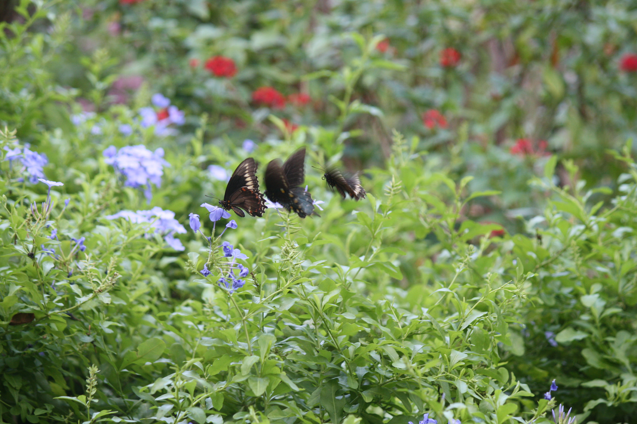 Canon EOS 1000D (EOS Digital Rebel XS / EOS Kiss F) sample photo. Tripple approach photography