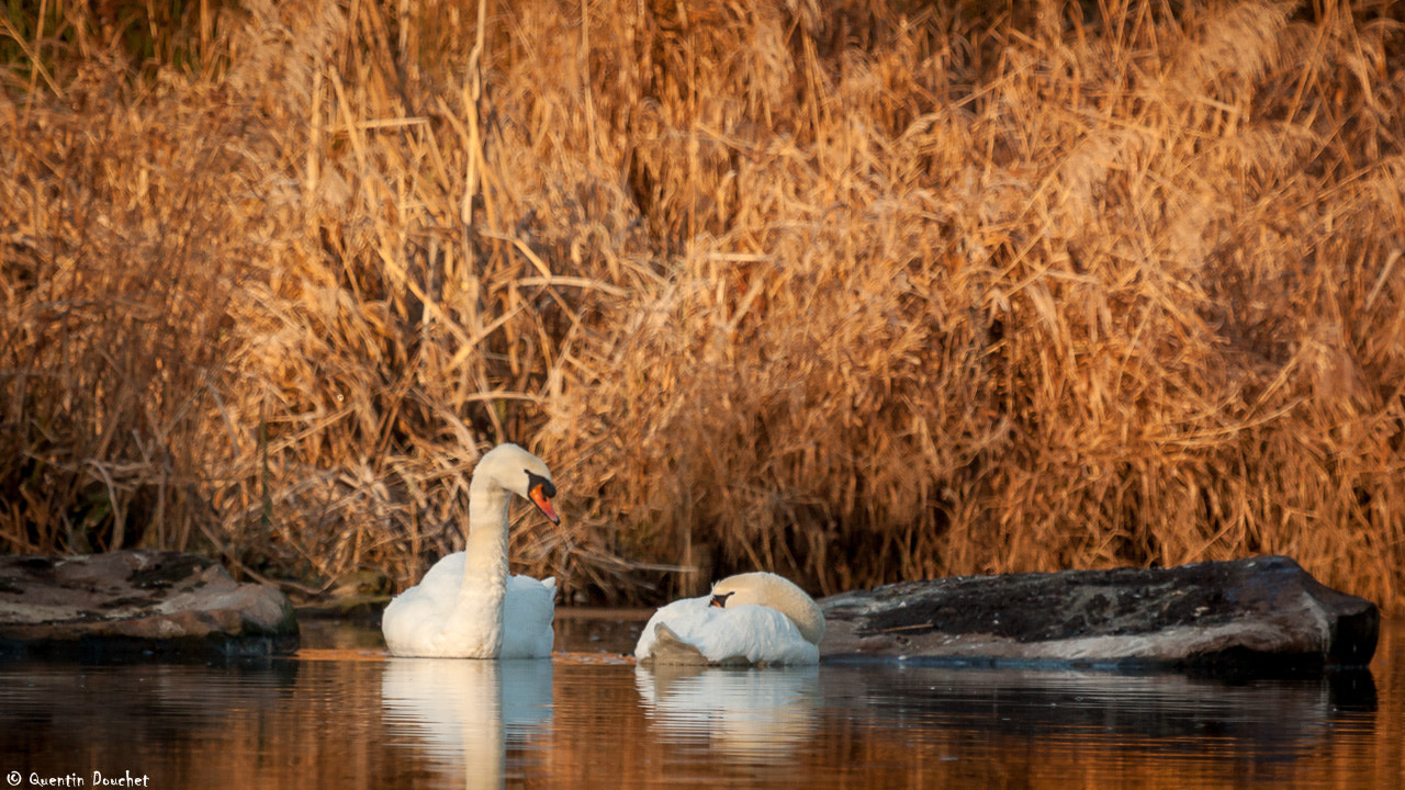 Canon EF 100-400mm F4.5-5.6L IS USM sample photo. Cygnes photography