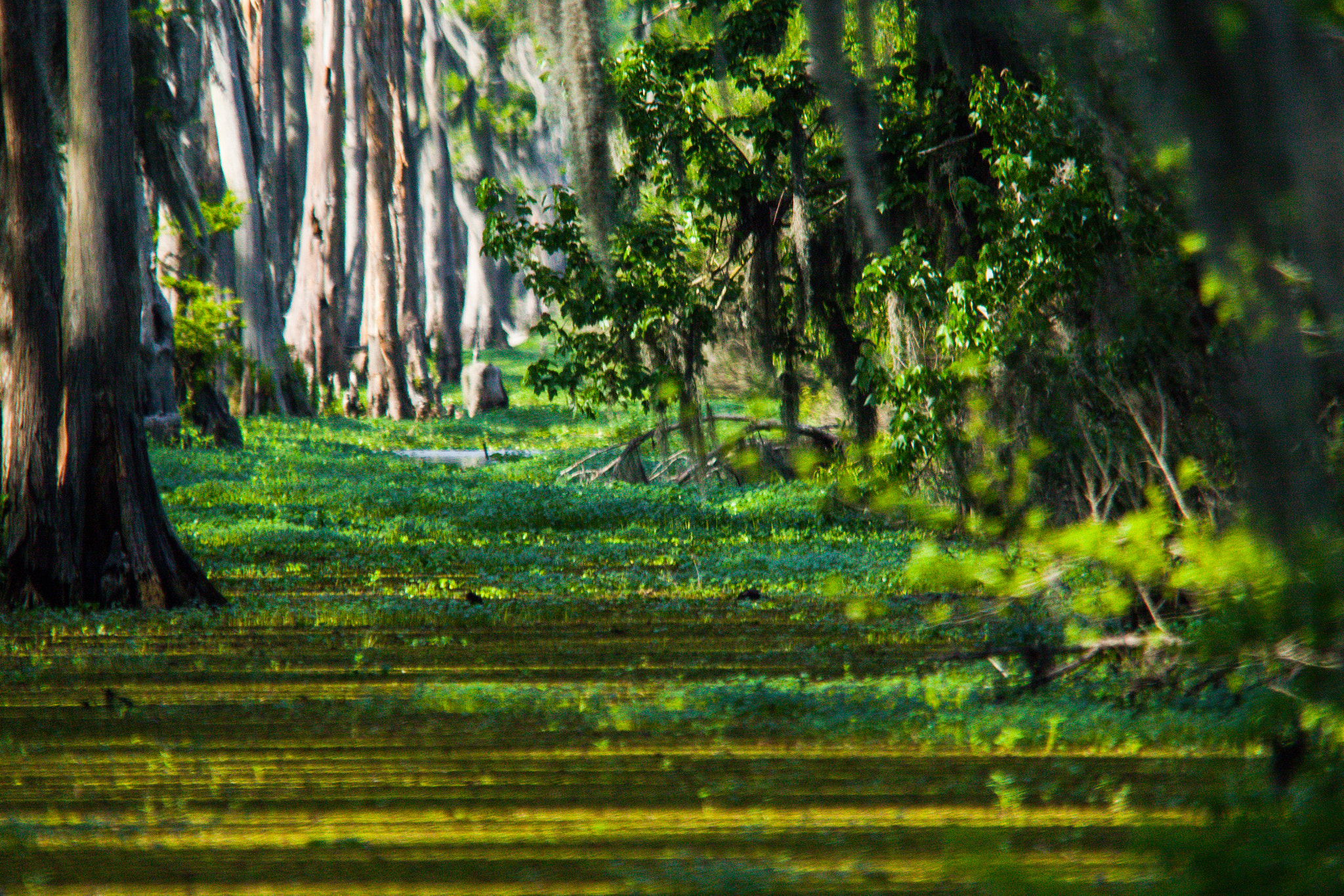 Sigma 150-500mm F5-6.3 DG OS HSM sample photo. Deep green swamp photography