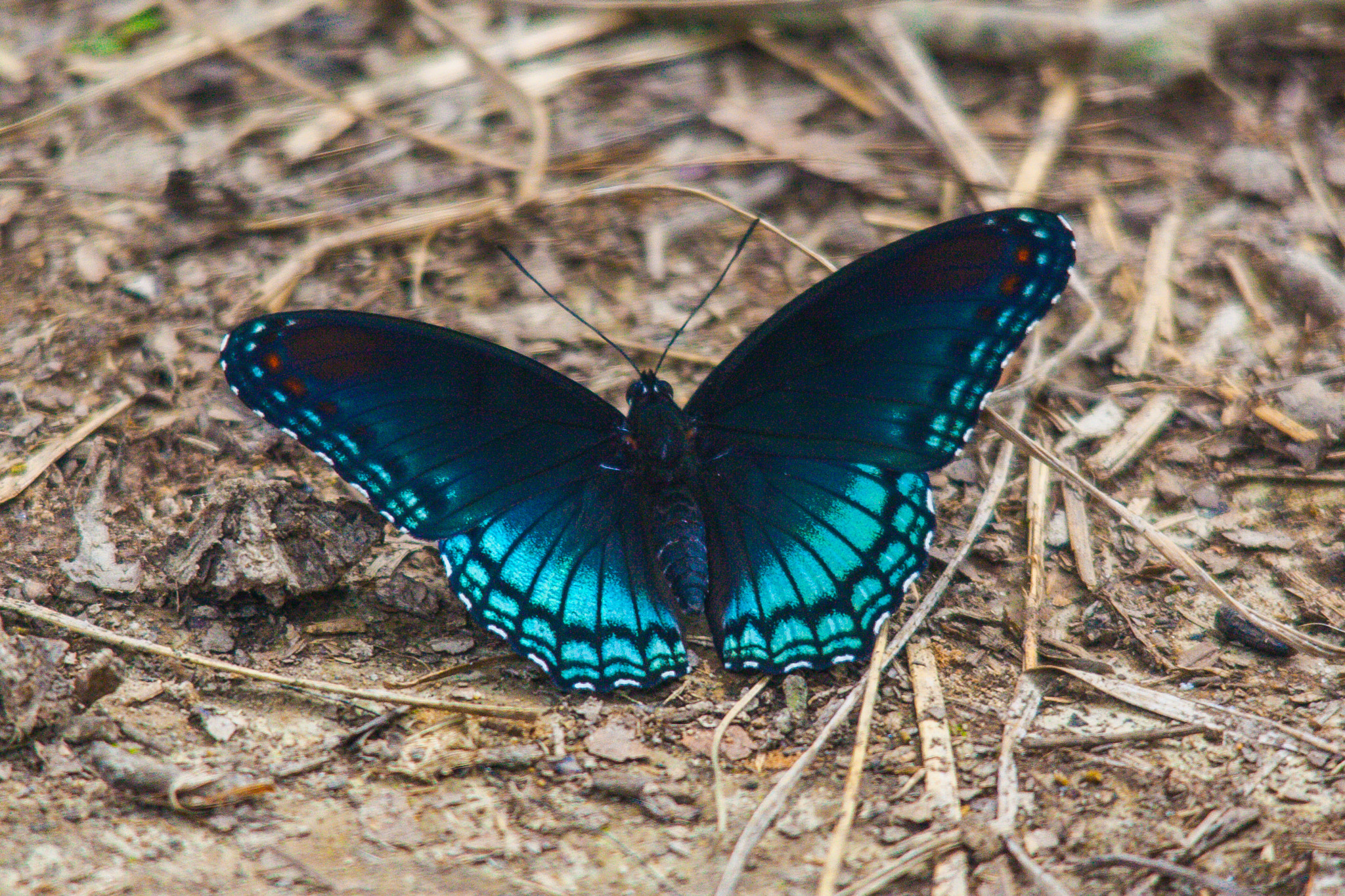 Sigma 150-500mm F5-6.3 DG OS HSM sample photo. Brilliant blue photography