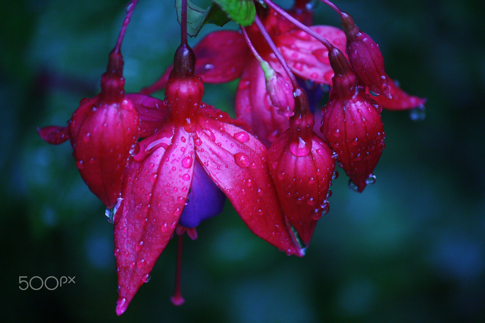 Canon EOS 1000D (EOS Digital Rebel XS / EOS Kiss F) sample photo. Morning luck photography