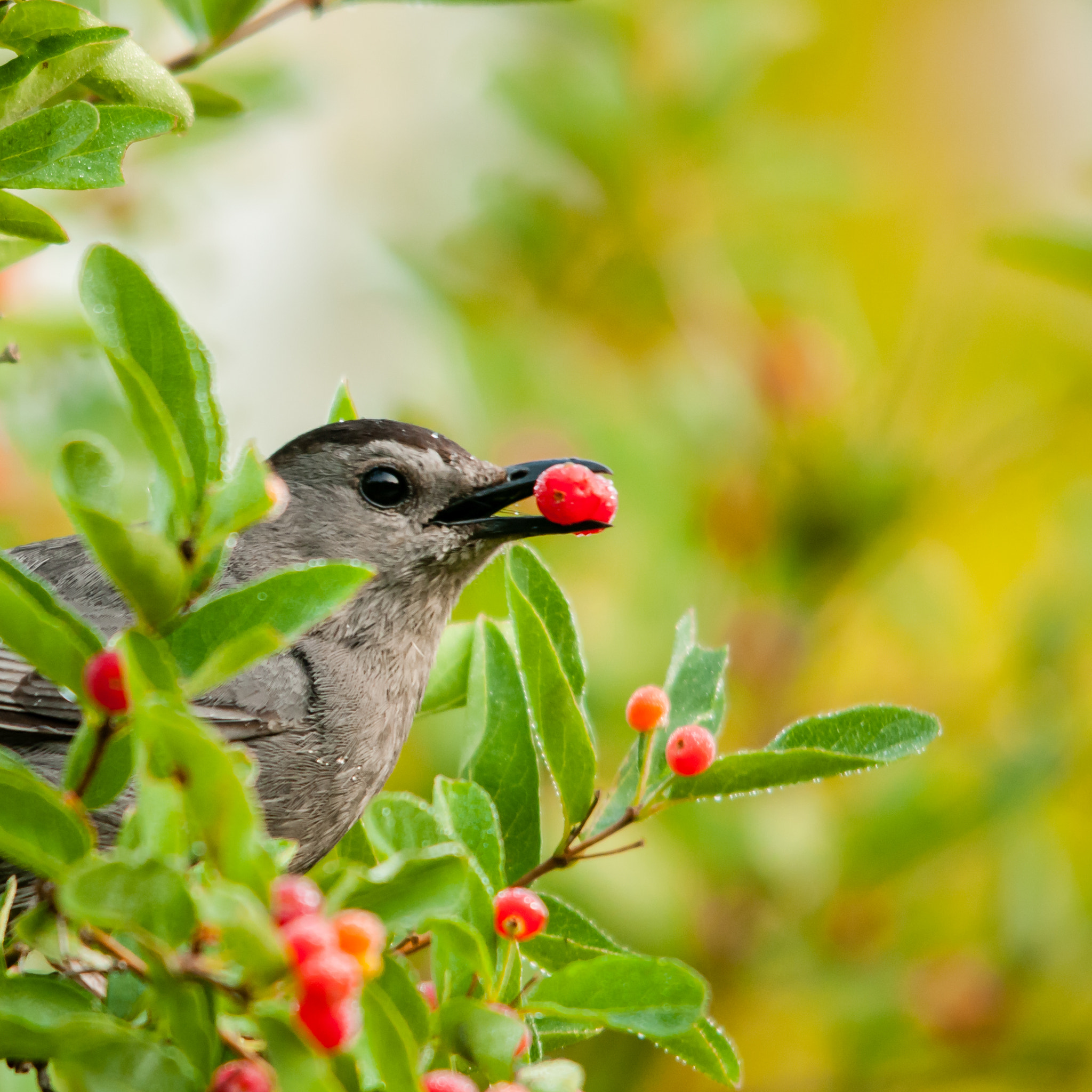 Sigma 150-500mm F5-6.3 DG OS HSM sample photo. Catbird and berries photography