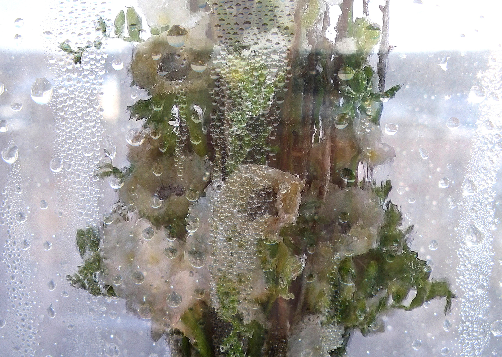 Pentax Optio I-10 sample photo. Flowers in a glass photography
