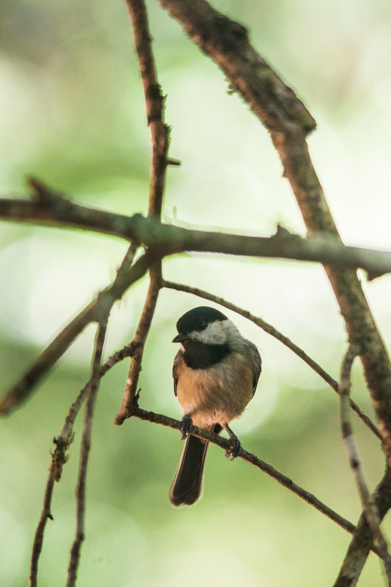 Sigma 150-500mm F5-6.3 DG OS HSM sample photo. Carolina chickadee photography