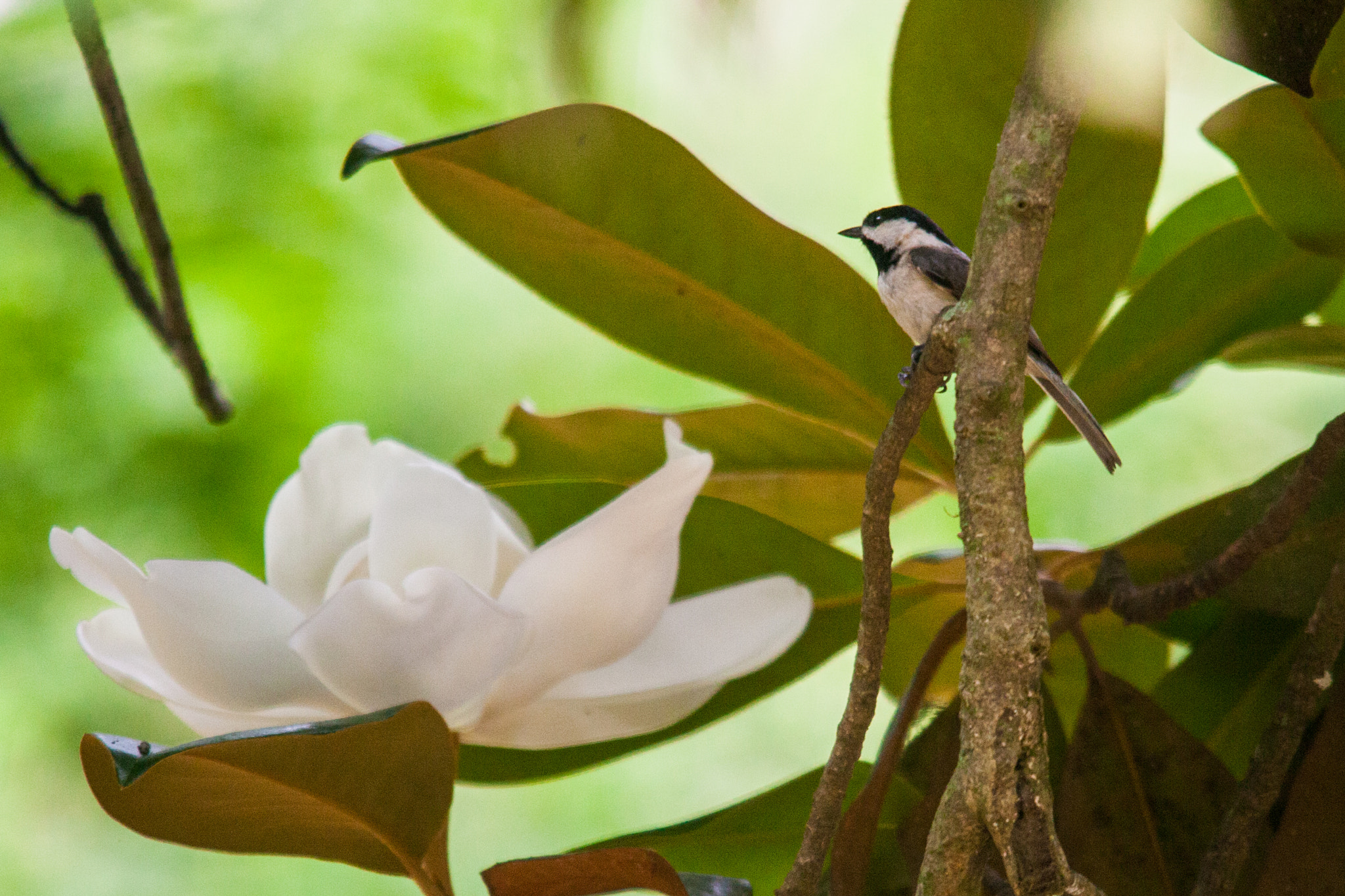 Sigma 150-500mm F5-6.3 DG OS HSM sample photo. Chickadee and magnolia photography