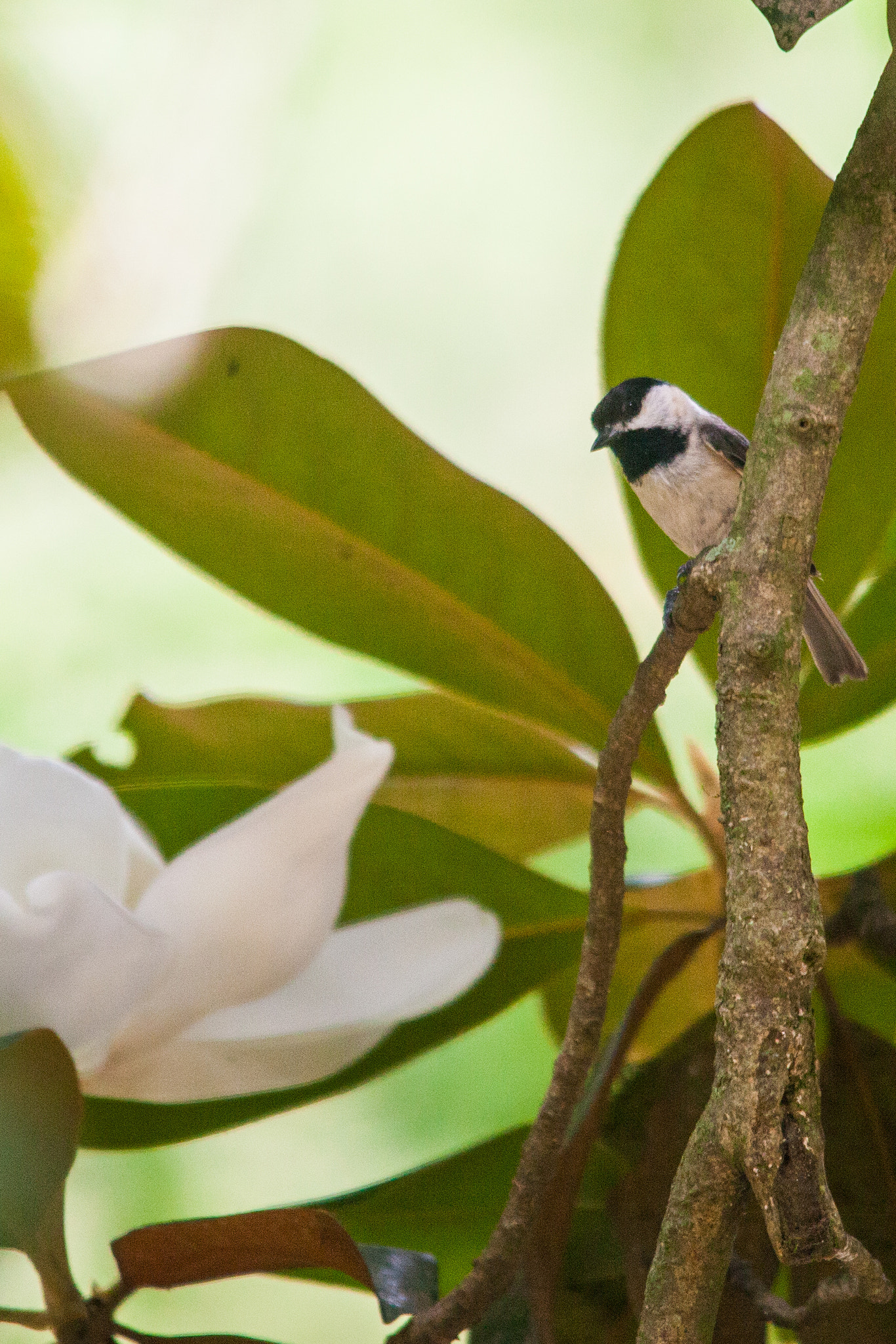 Sigma 150-500mm F5-6.3 DG OS HSM sample photo. Chickadee in magnolia tree photography