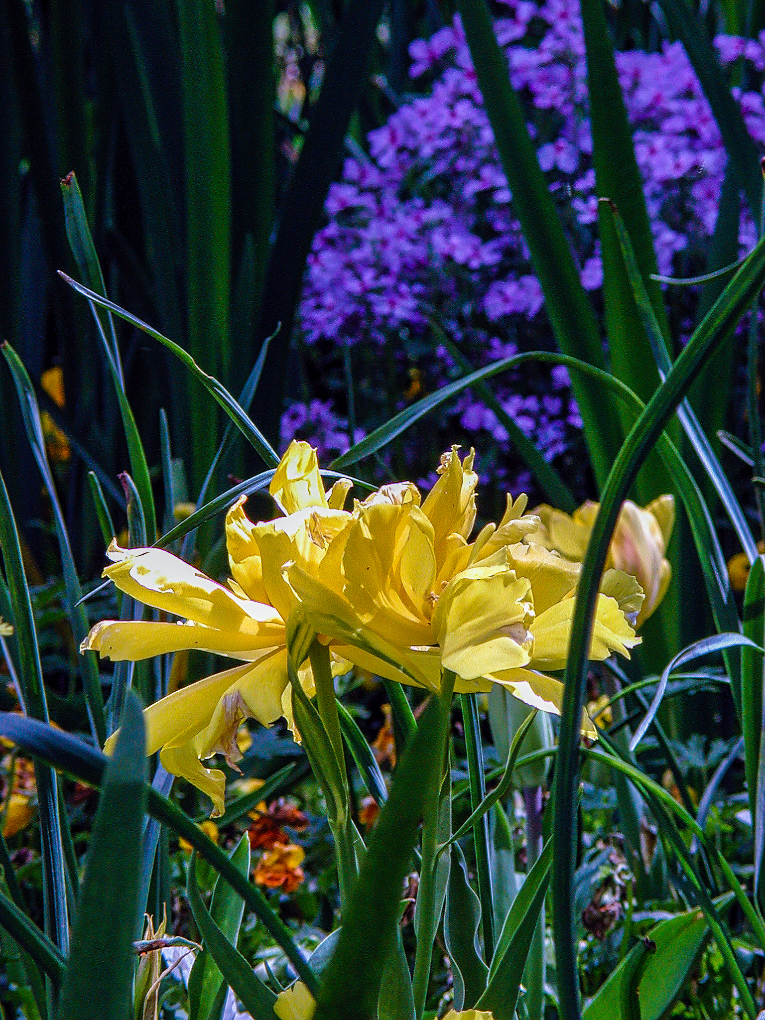 Nikon E990 sample photo. Complimentary photography