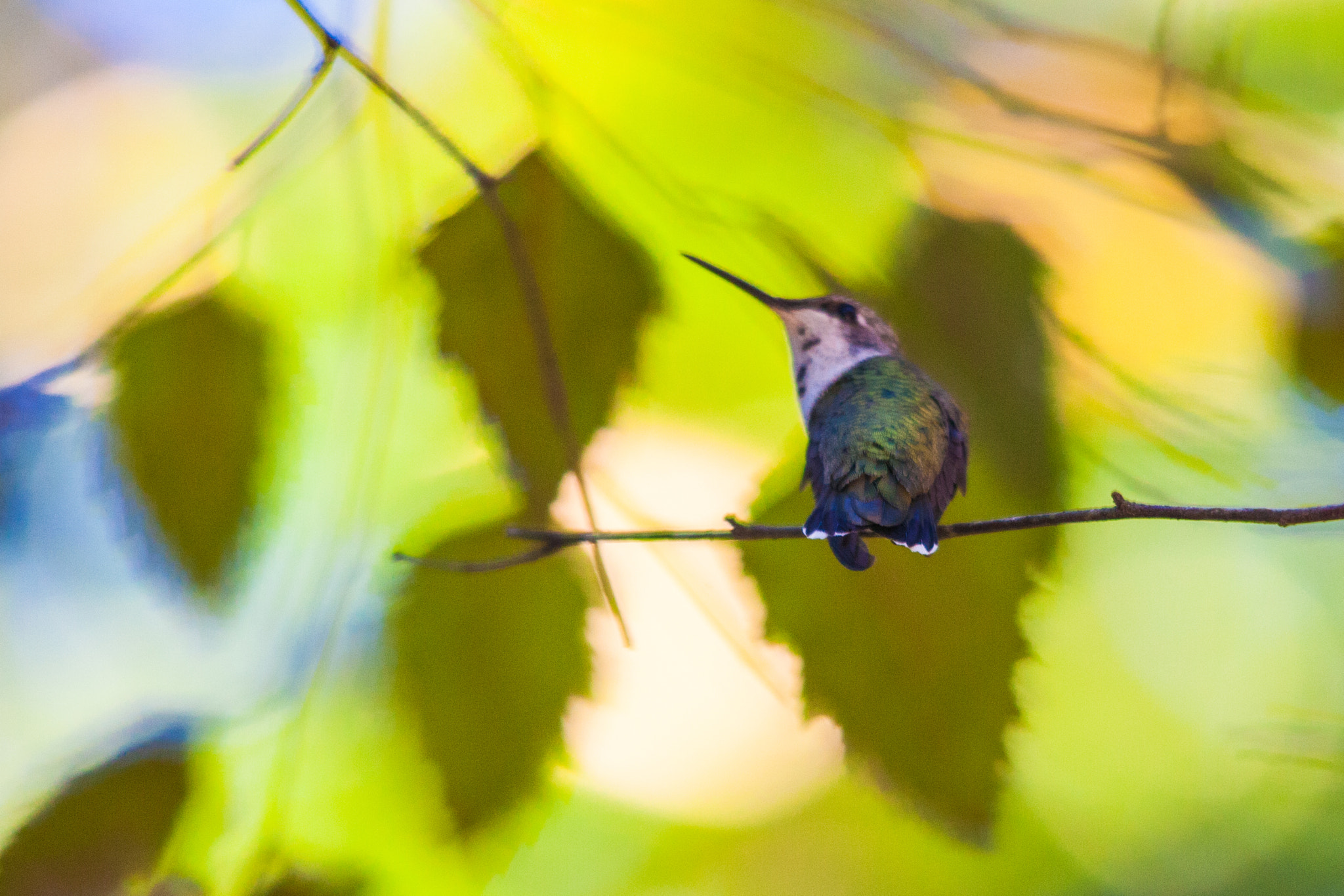 Sigma 150-500mm F5-6.3 DG OS HSM sample photo. Curious hummer photography