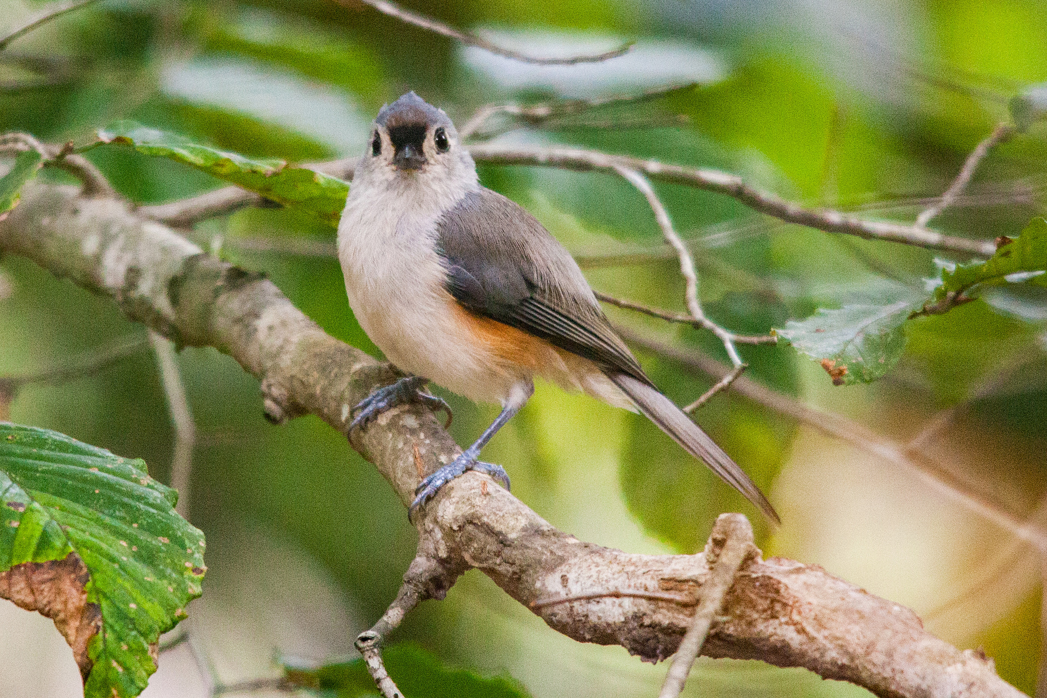 Sigma 150-500mm F5-6.3 DG OS HSM sample photo. Cute titmouse photography
