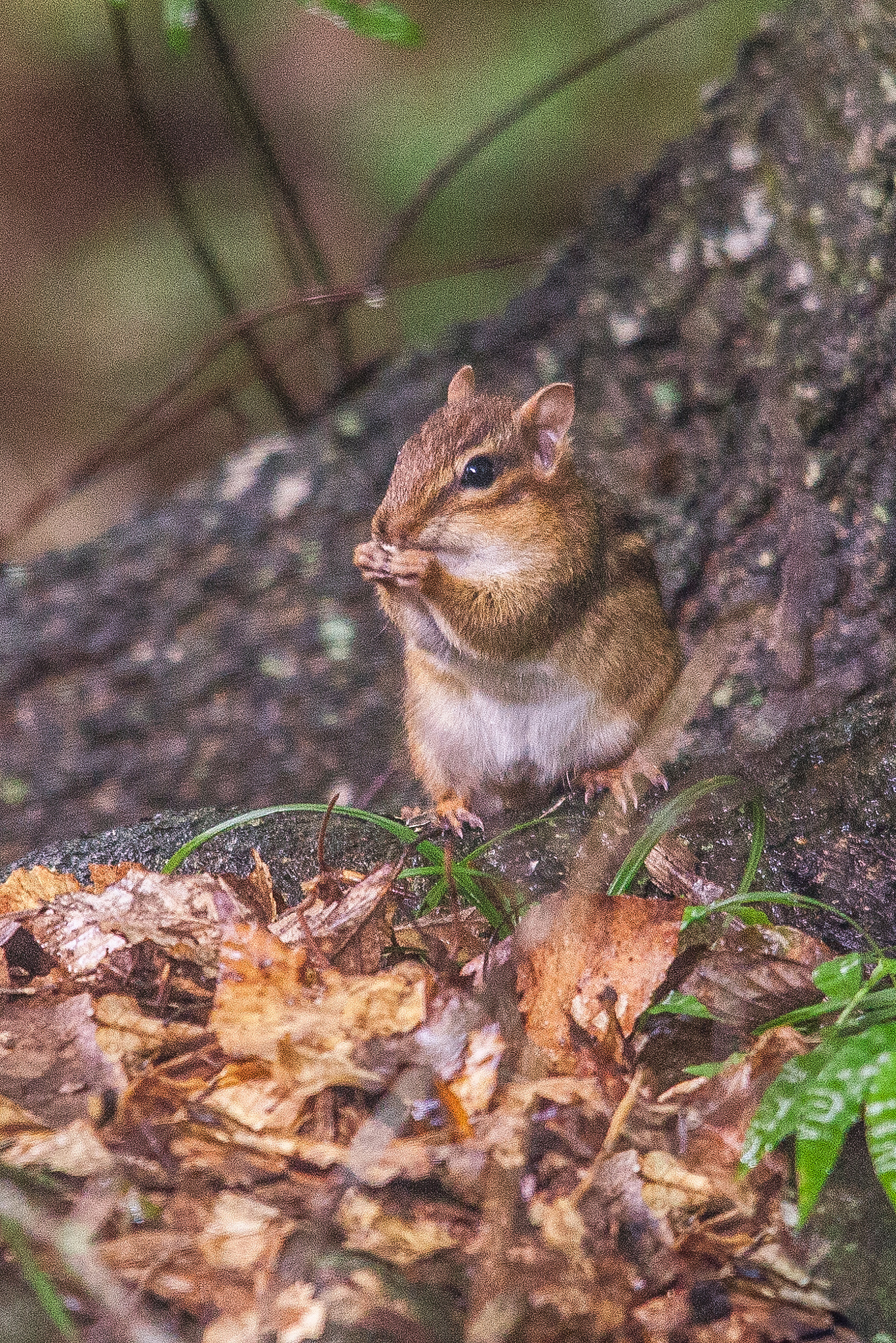 Sigma 150-500mm F5-6.3 DG OS HSM sample photo. Dinnertime photography