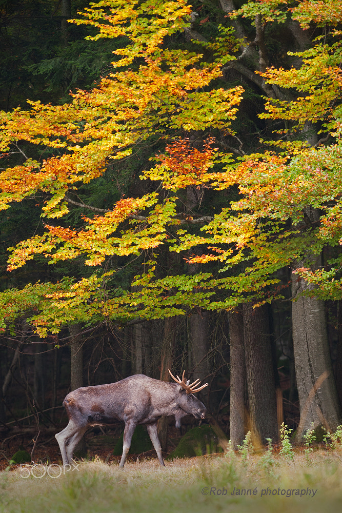 Nikon AF-S Nikkor 300mm F2.8G ED VR II sample photo. Moose in autumn photography