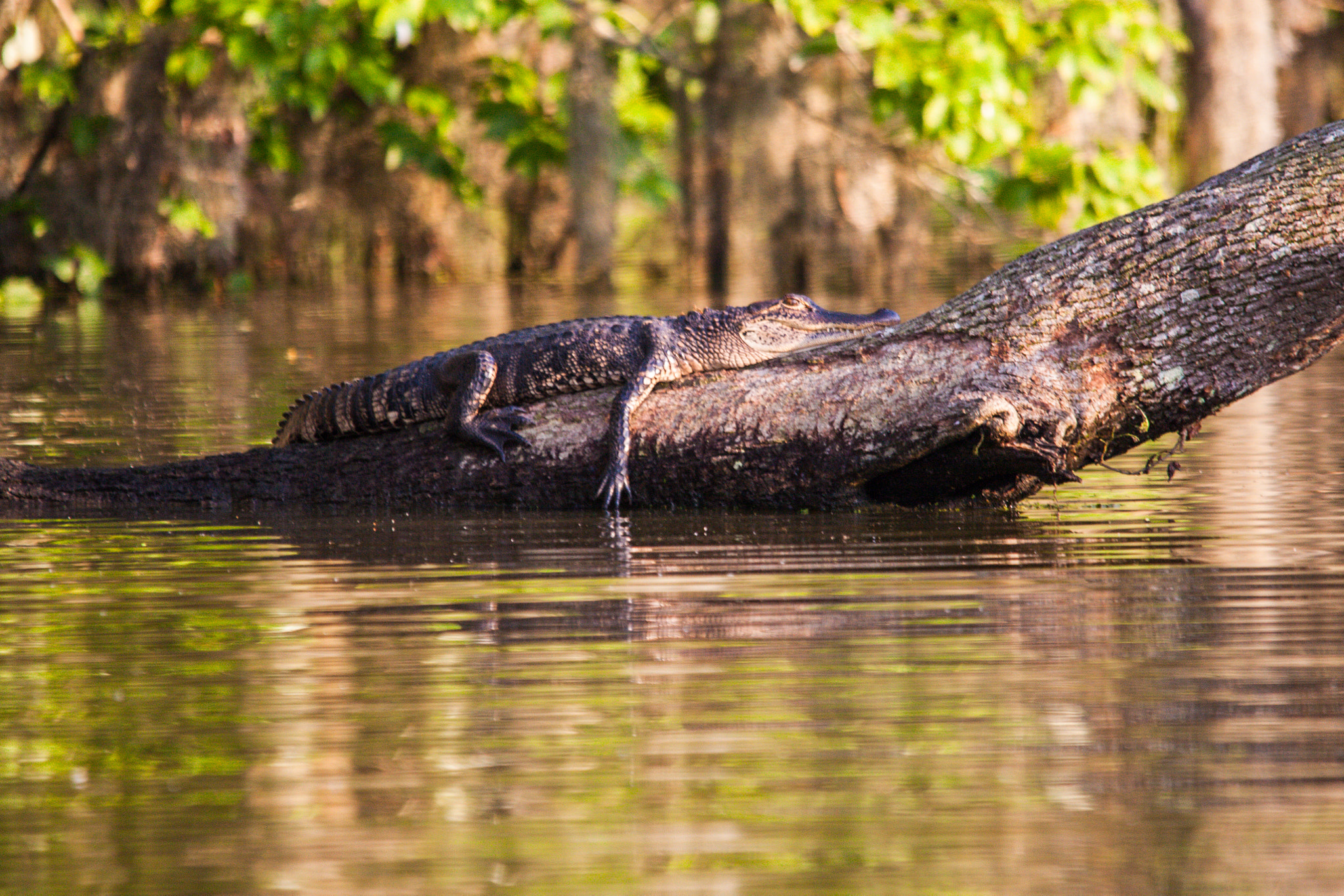 Sigma 150-500mm F5-6.3 DG OS HSM sample photo. Hanging out photography