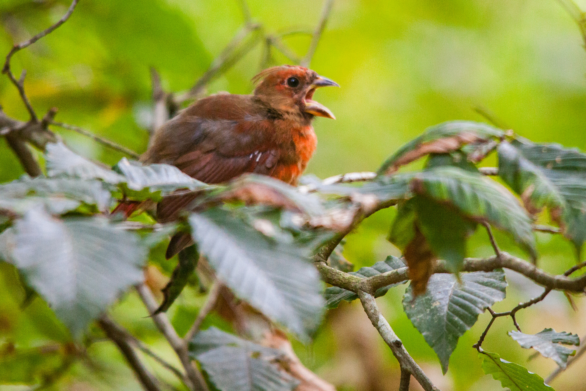 Canon EOS 5D Mark II + Sigma 150-500mm F5-6.3 DG OS HSM sample photo. Hungry young cardinal photography