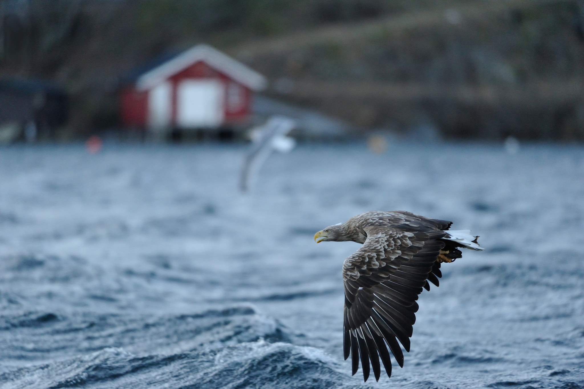Nikon D3S sample photo. White-tailed eagle, norway photography
