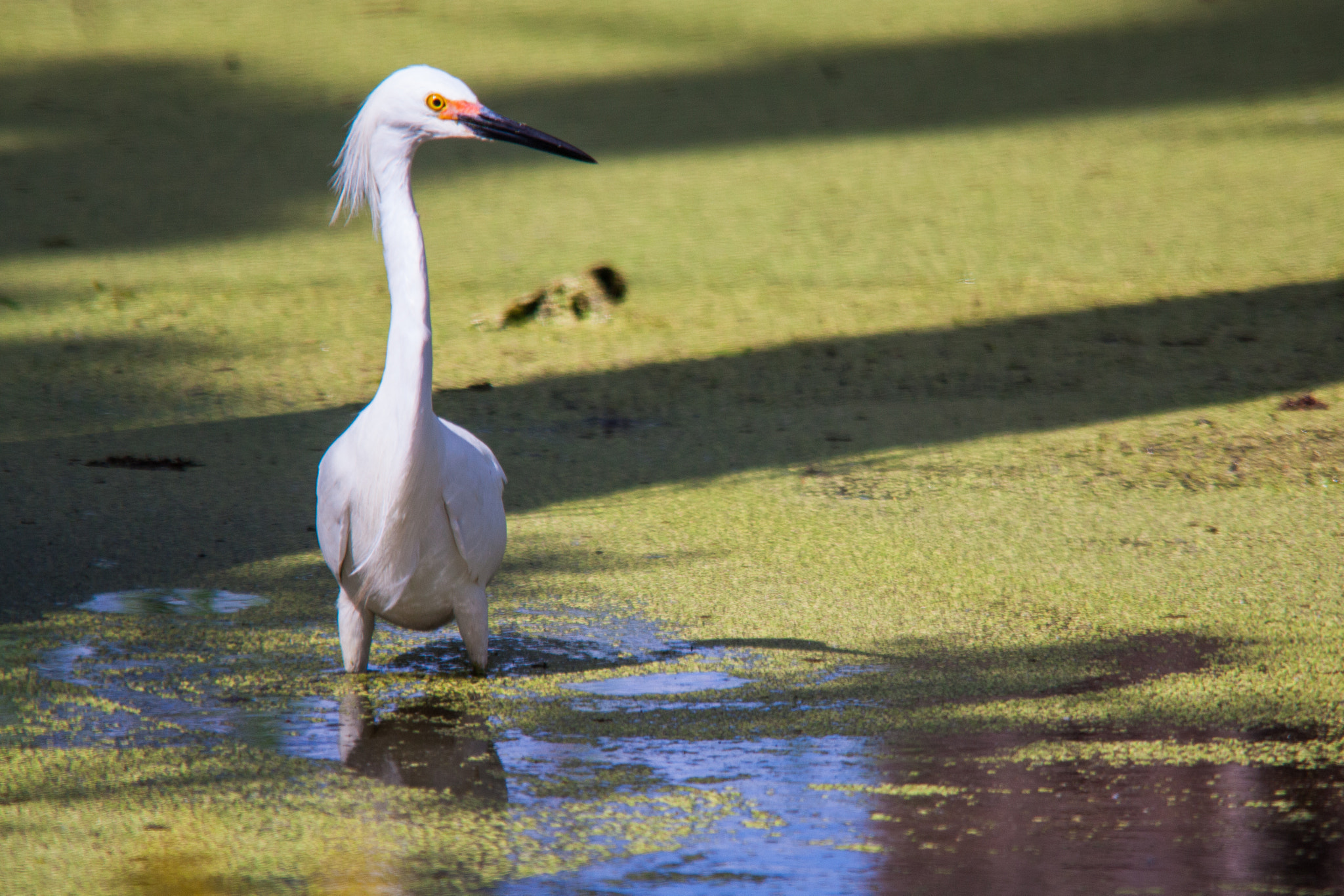 Sigma 150-500mm F5-6.3 DG OS HSM sample photo. Knee deep photography