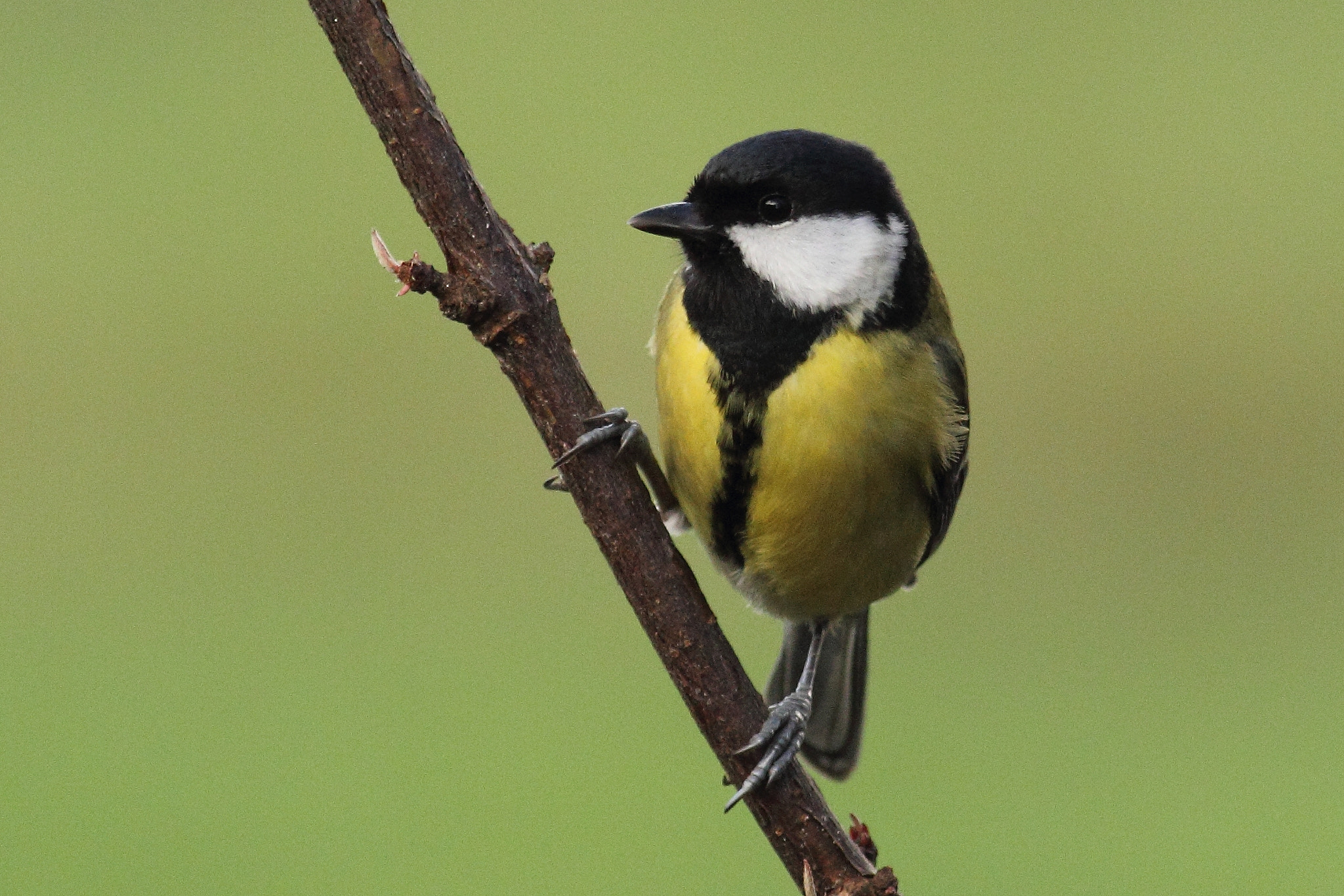 Canon EOS 60D + Canon EF 400mm F5.6L USM sample photo. Great tit photography