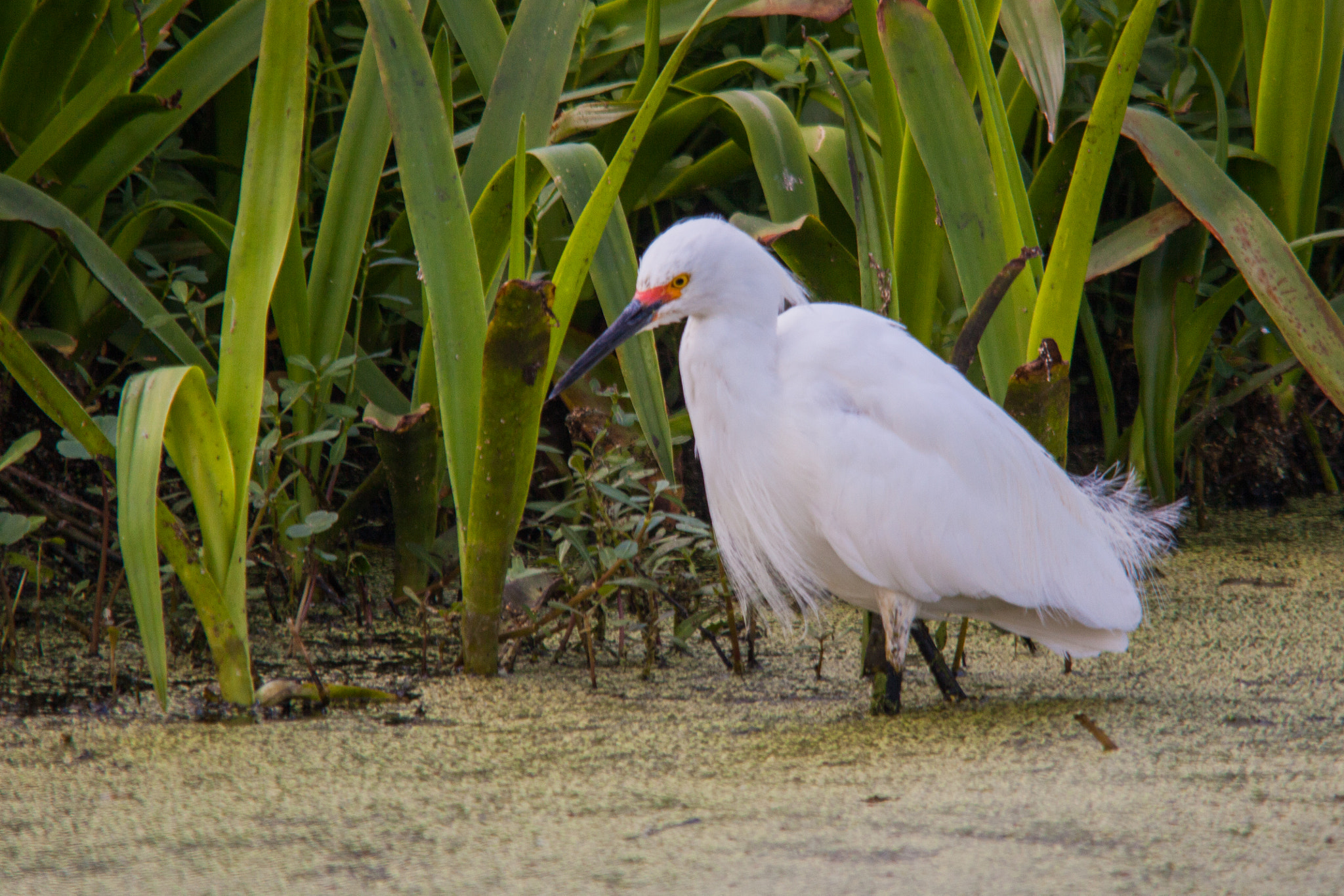 Sigma 150-500mm F5-6.3 DG OS HSM sample photo. Looking for dinner photography