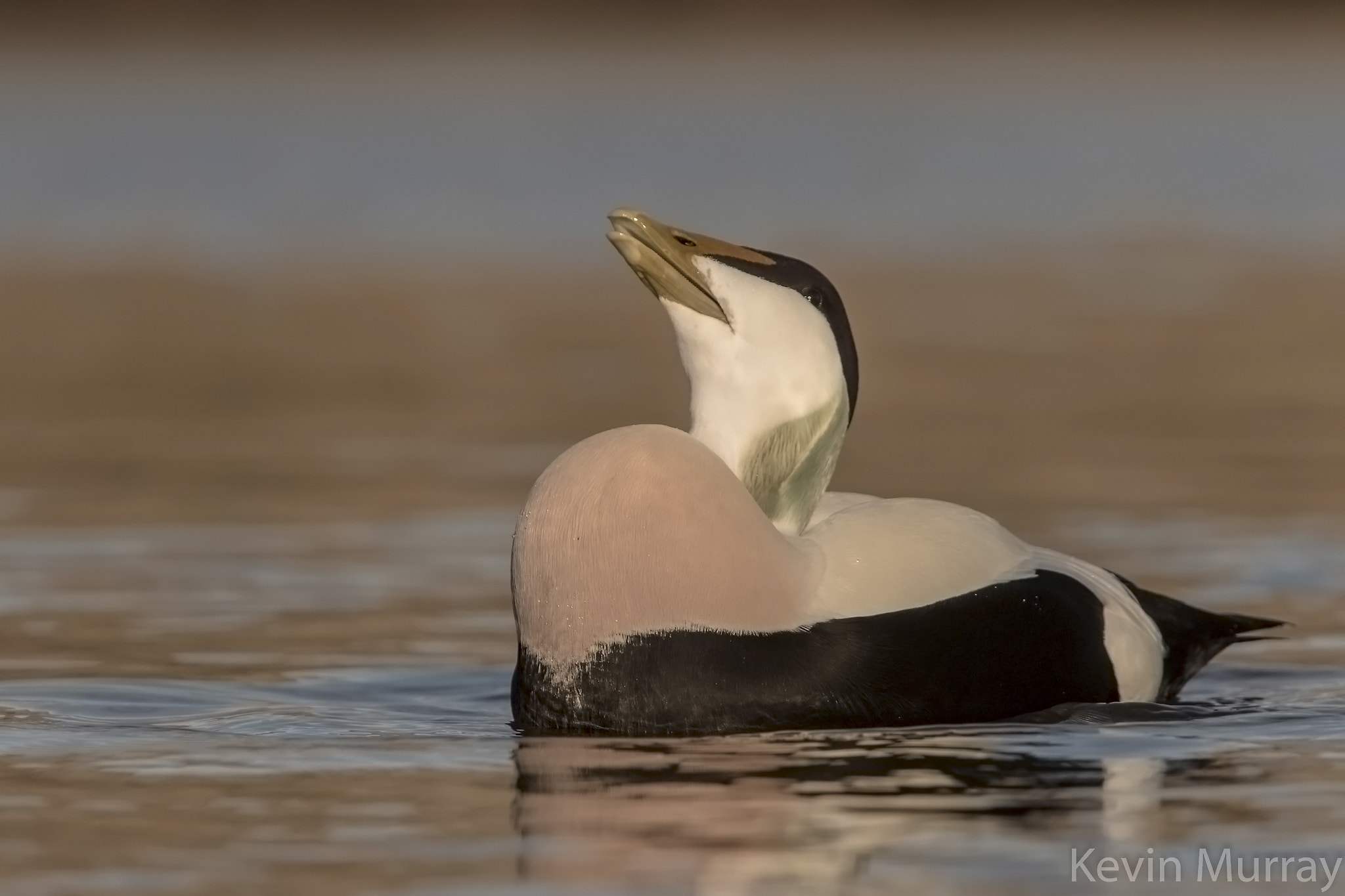Canon EF 70-200mm F2.8L IS USM sample photo. Eider drake photography
