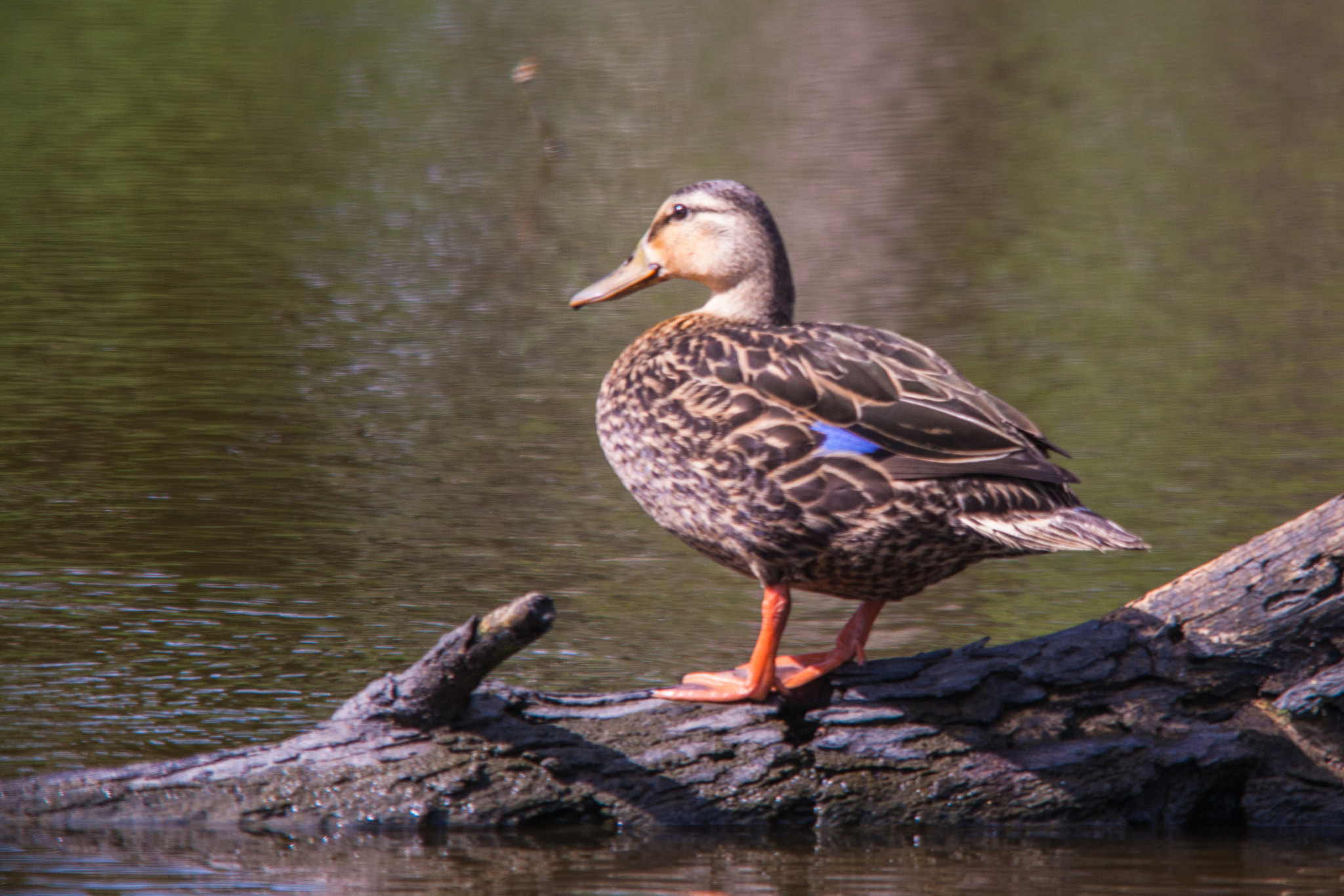 Sigma 150-500mm F5-6.3 DG OS HSM sample photo. Mallard in swamp photography
