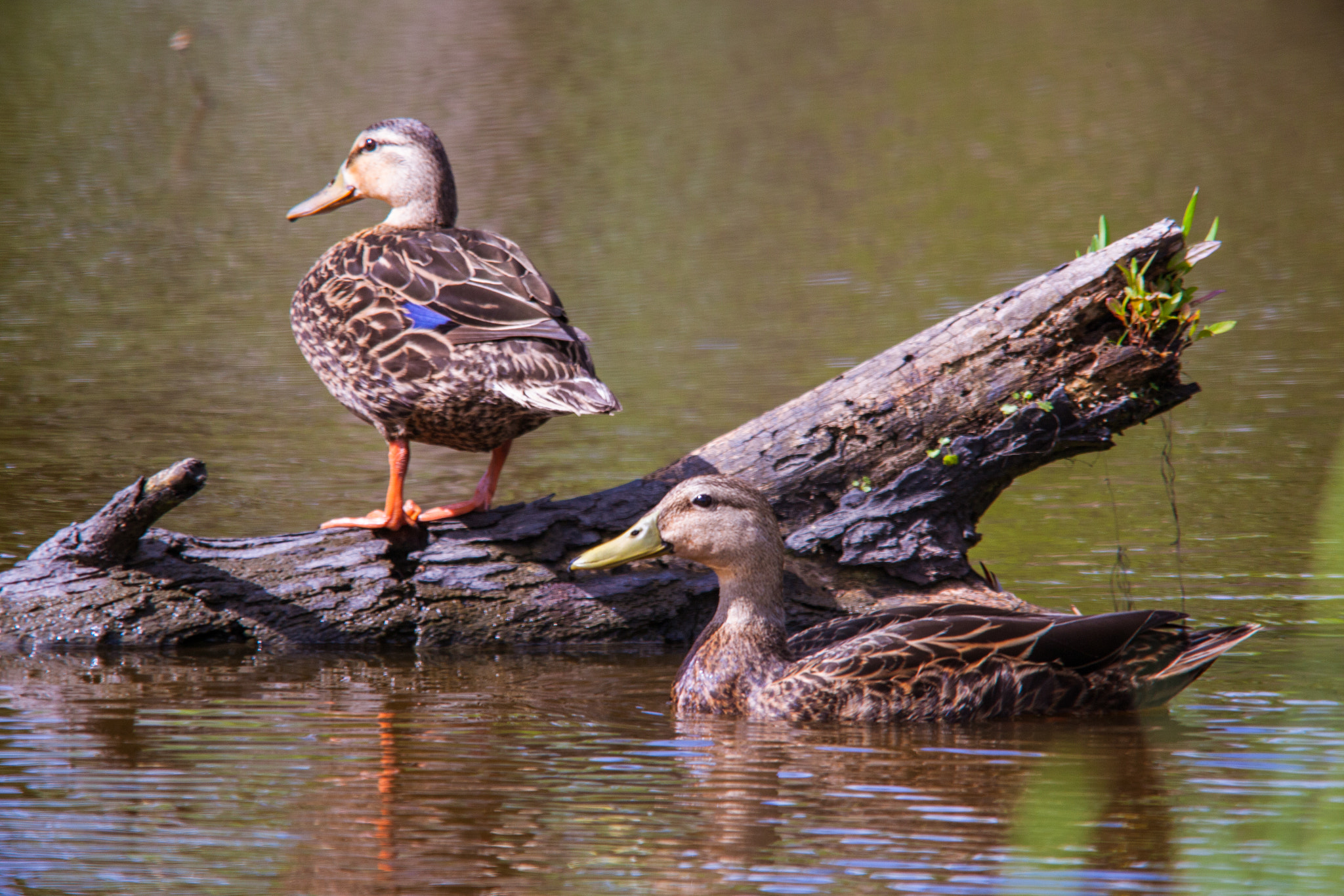Sigma 150-500mm F5-6.3 DG OS HSM sample photo. Mallard pair photography