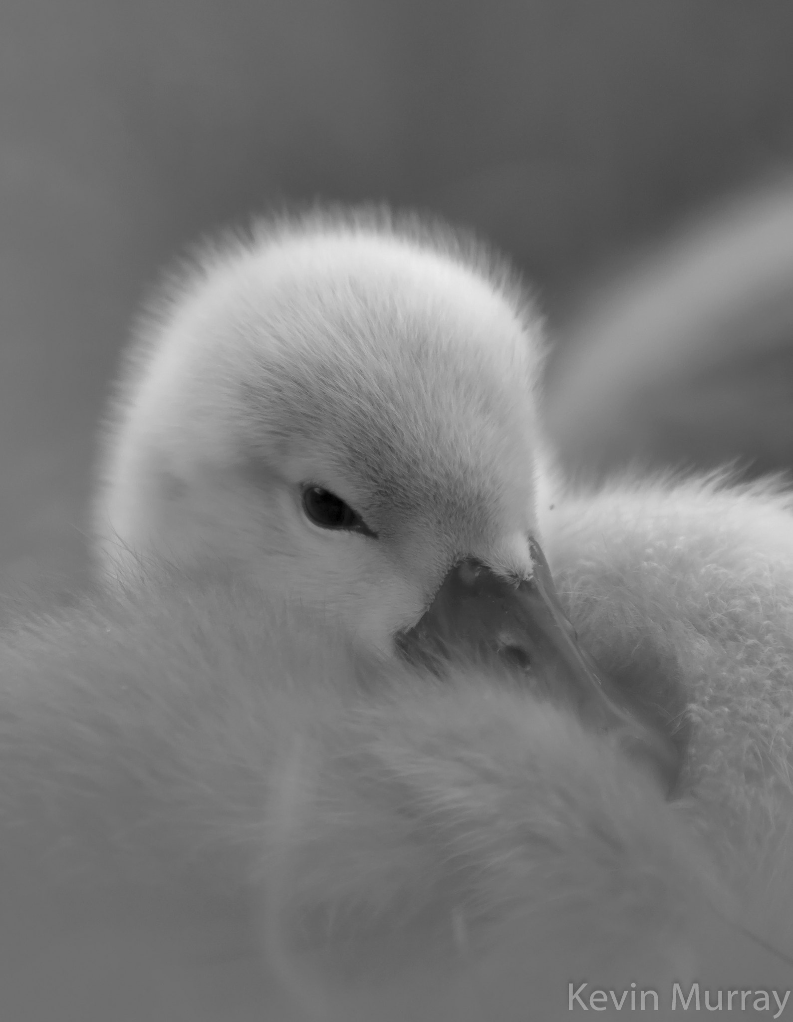 Canon EF 70-200mm F2.8L IS USM sample photo. Cygnet, photography