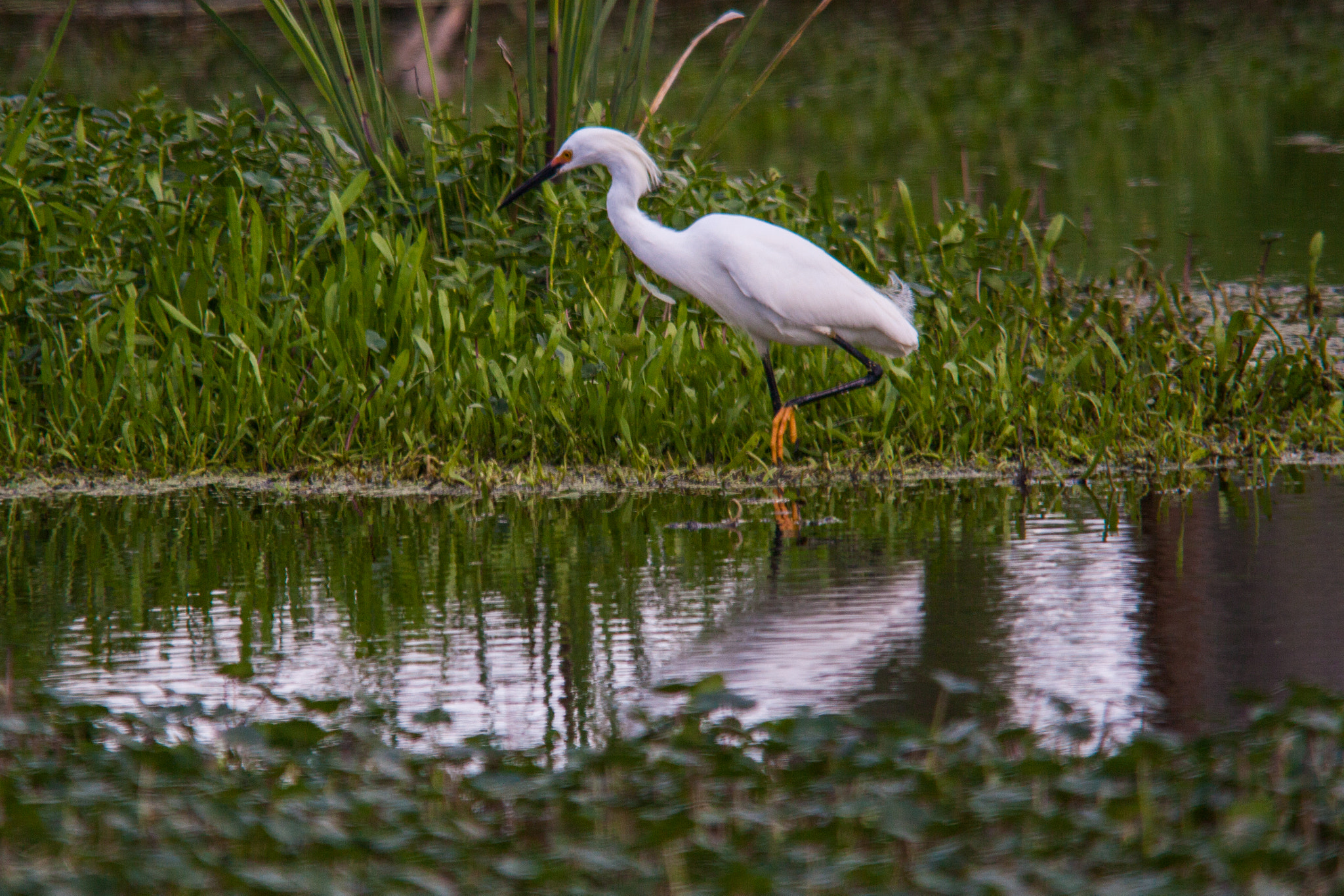 Sigma 150-500mm F5-6.3 DG OS HSM sample photo. On the hunt photography