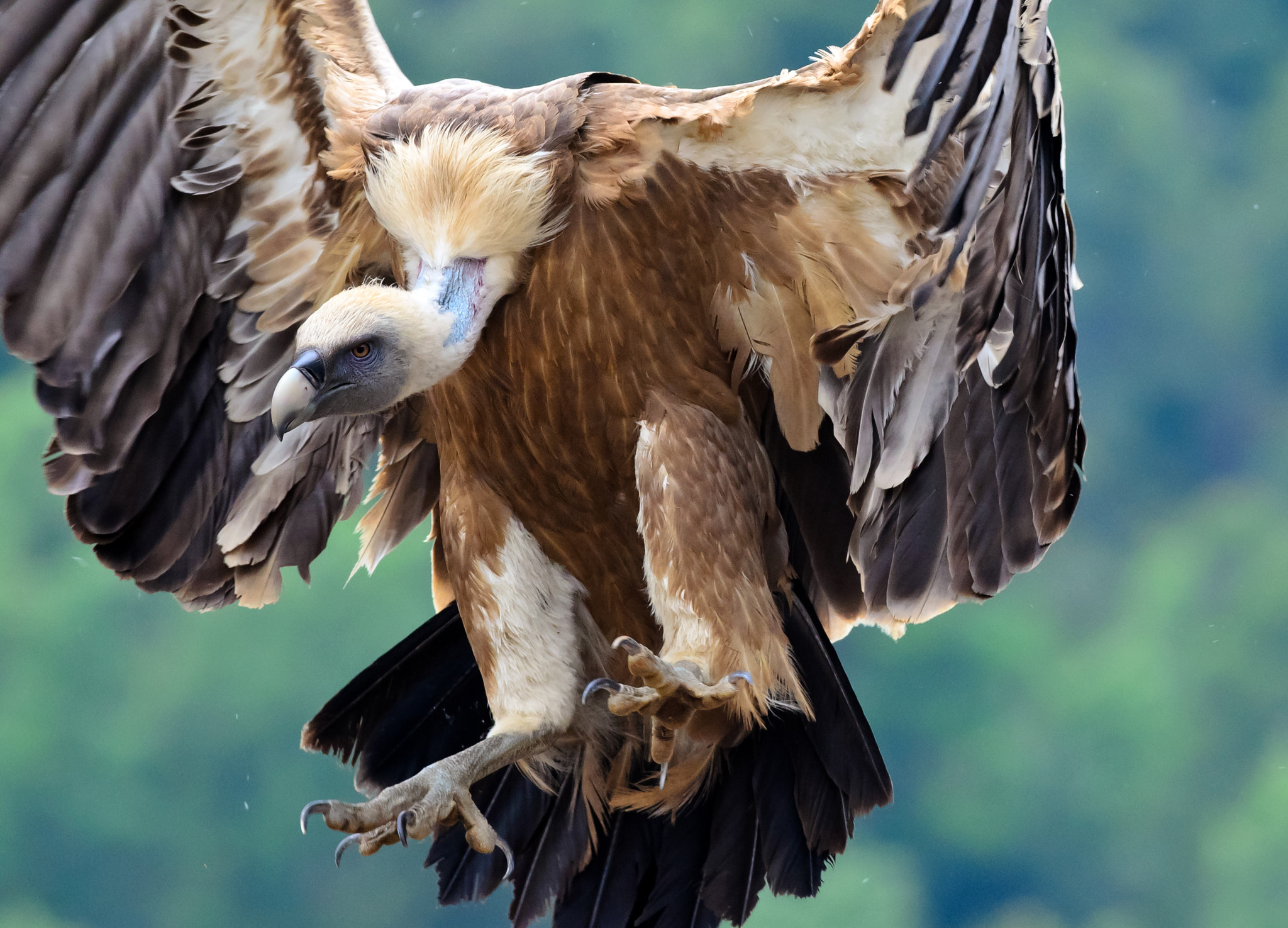 Nikon AF-S Nikkor 300mm F2.8G ED VR II sample photo. Beabee o photography