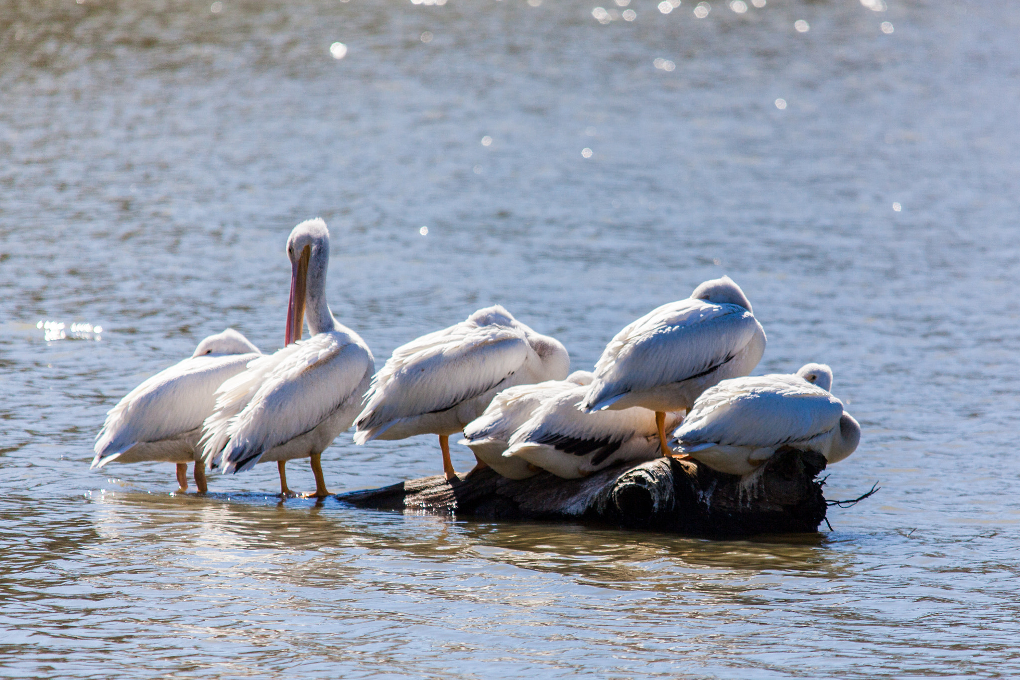 Canon EOS 5D Mark II + Sigma 150-500mm F5-6.3 DG OS HSM sample photo. Pelican party photography