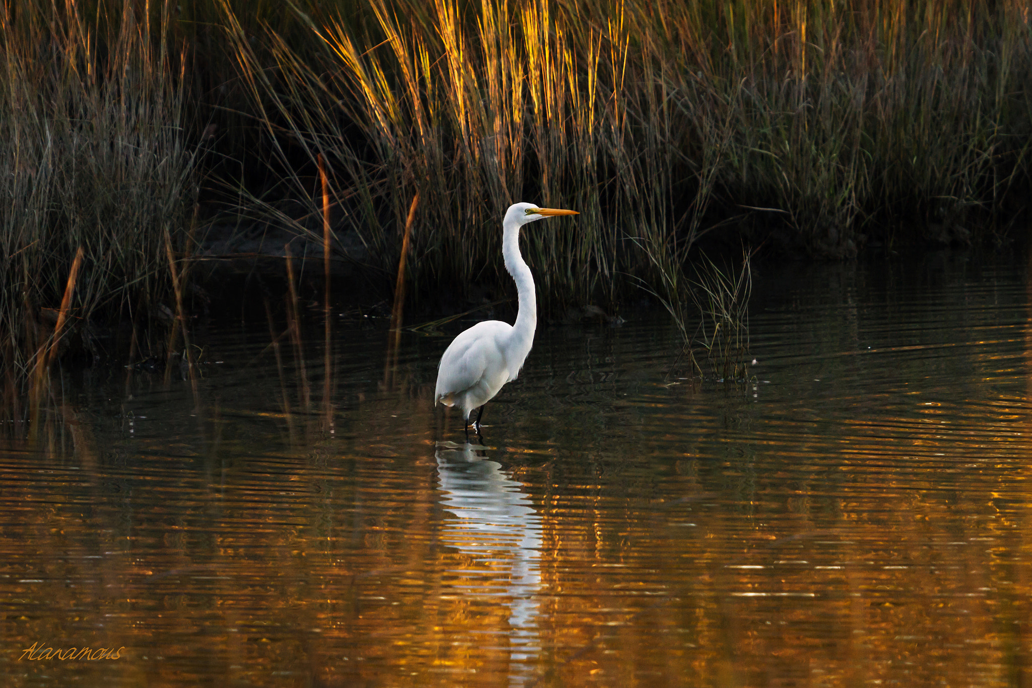 Golden Egret