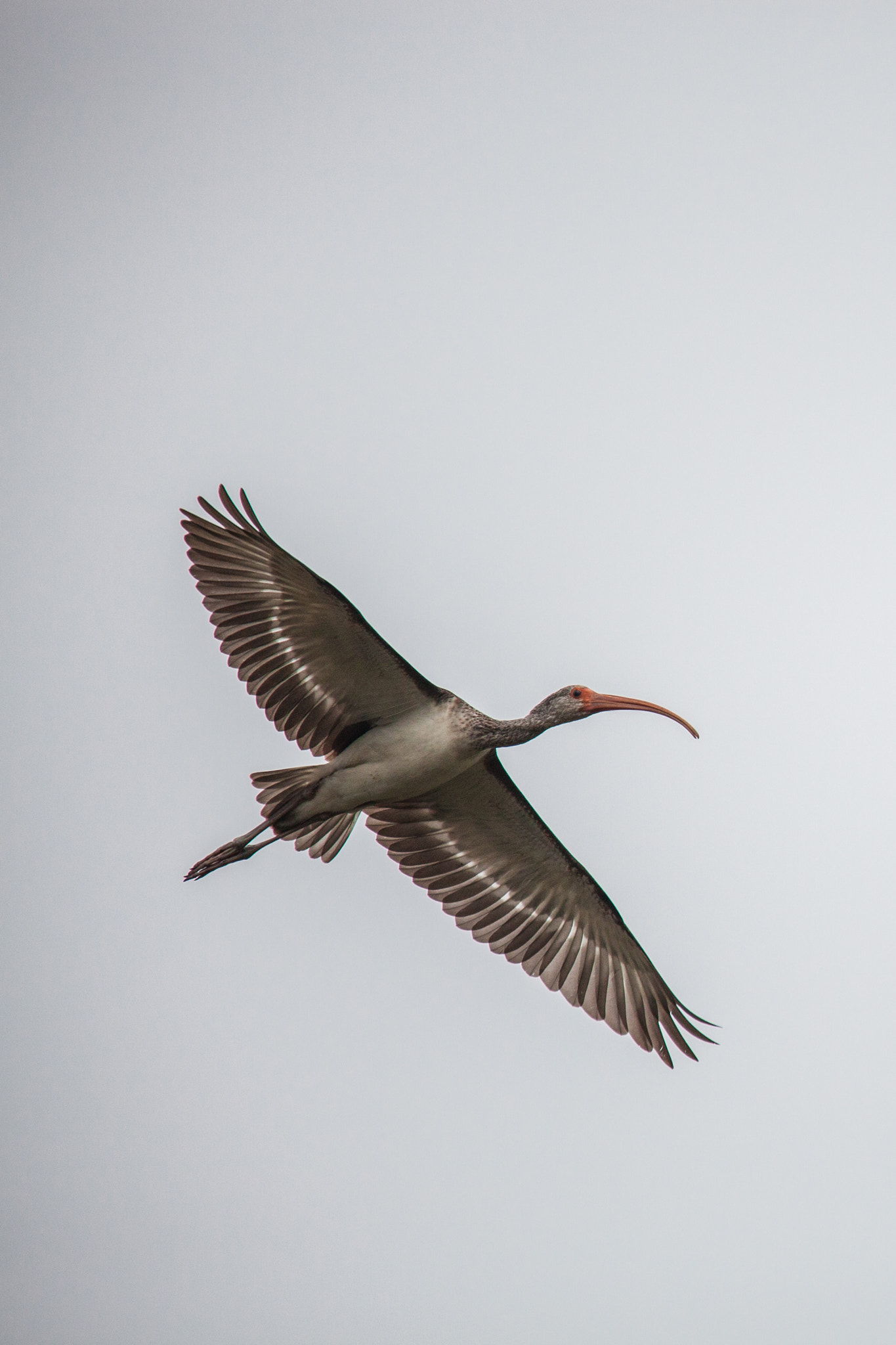 Sigma 150-500mm F5-6.3 DG OS HSM sample photo. Soaring ibis photography