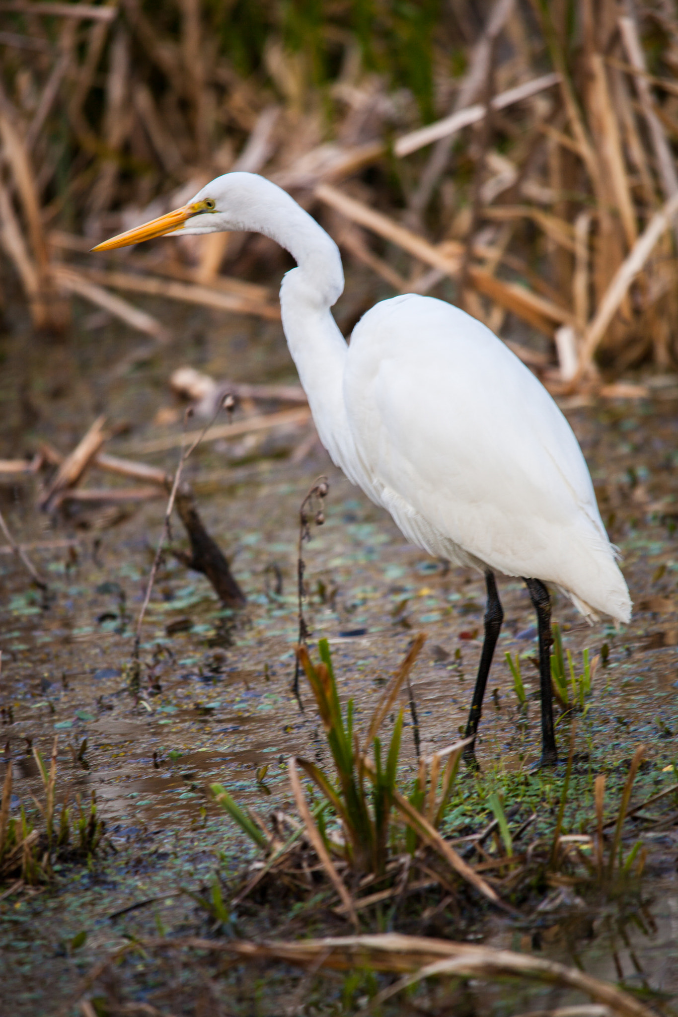 Sigma 150-500mm F5-6.3 DG OS HSM sample photo. Swamp egret photography