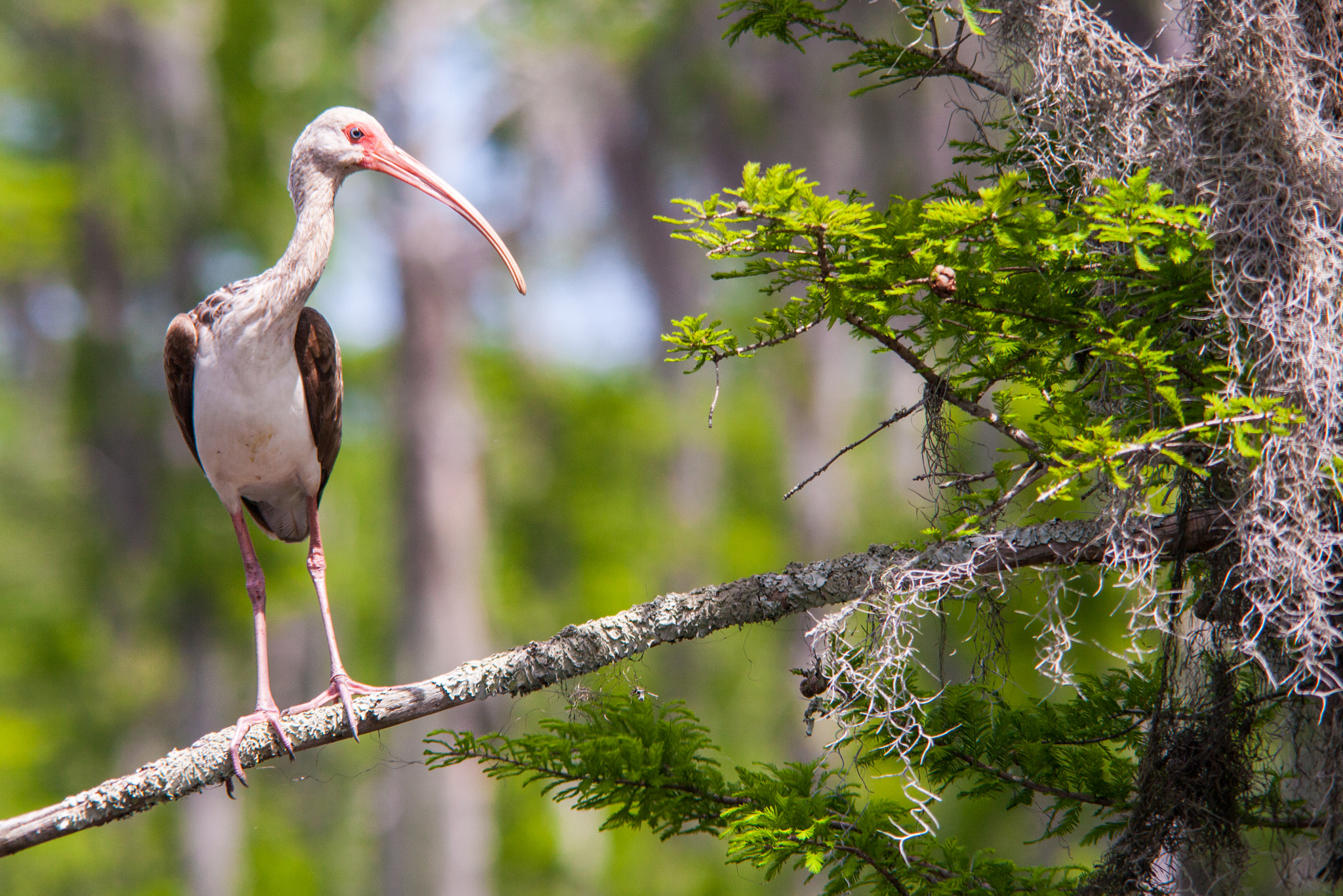 Sigma 150-500mm F5-6.3 DG OS HSM sample photo. Swamp ibis photography