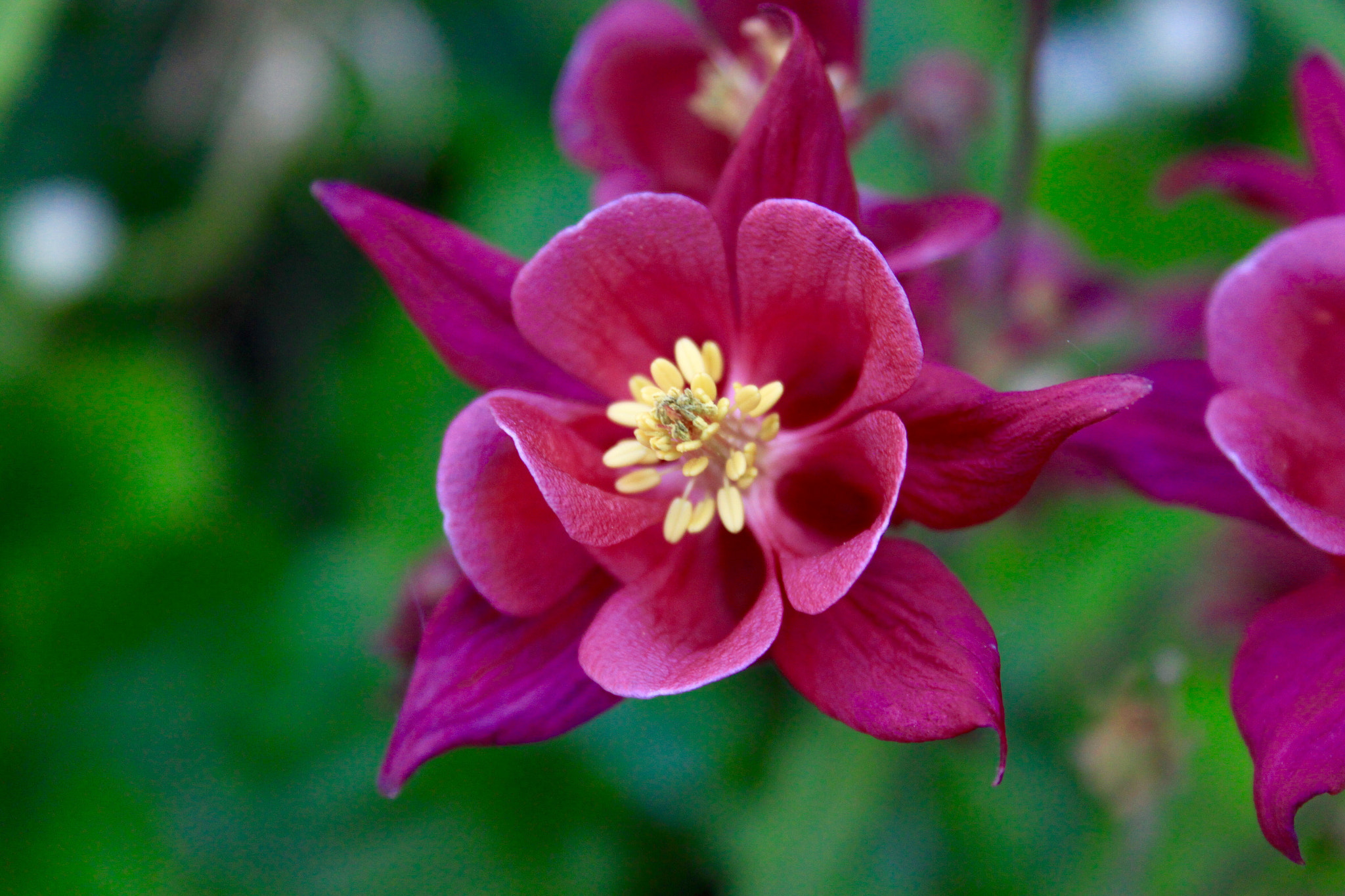 Canon EF-S 18-55mm F3.5-5.6 sample photo. Petals photography
