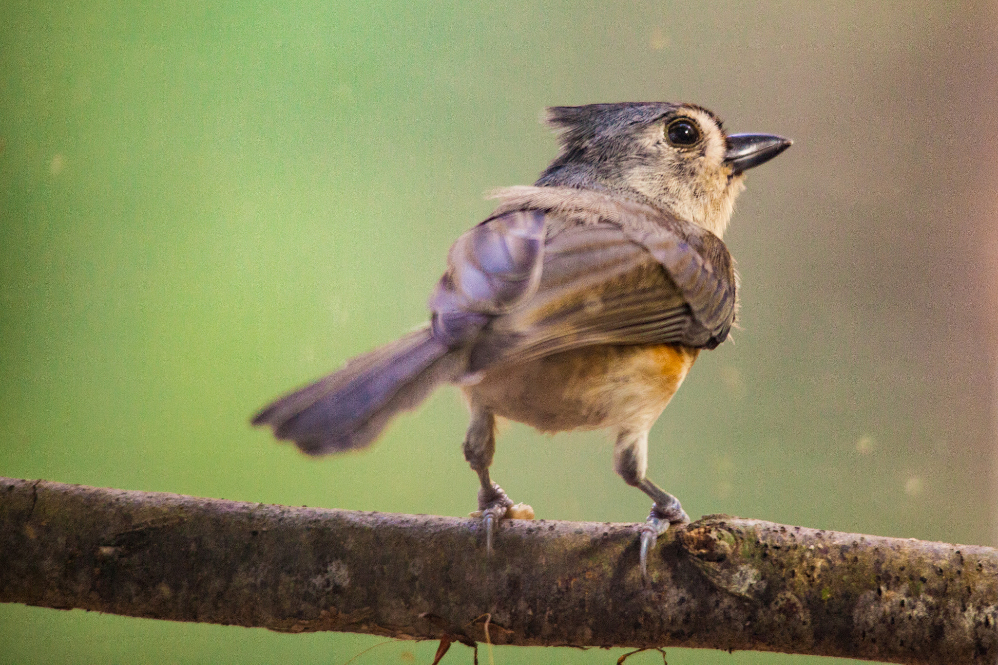 Sigma 150-500mm F5-6.3 DG OS HSM sample photo. Titmouse on branch photography