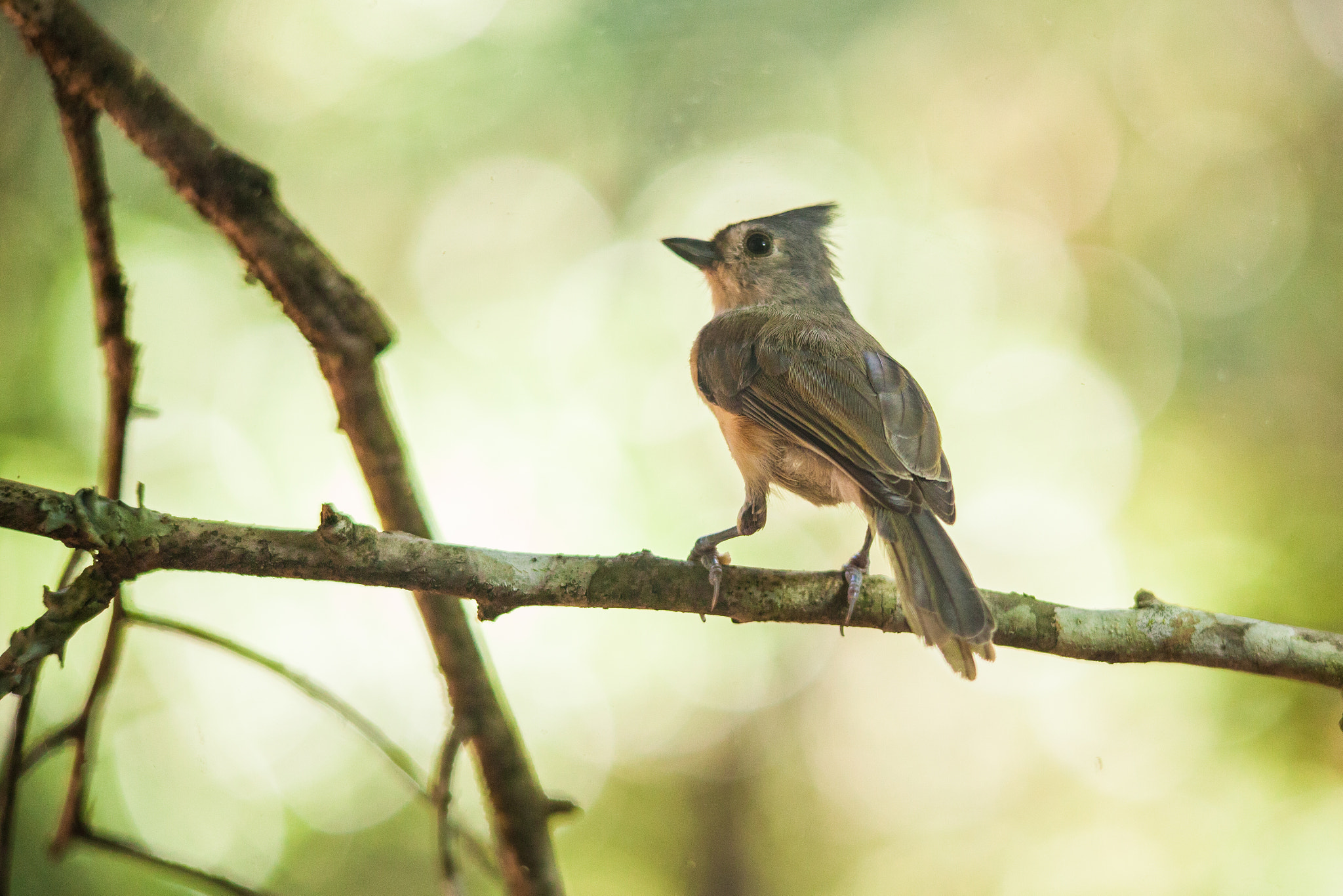 Sigma 150-500mm F5-6.3 DG OS HSM sample photo. Titmouse photography