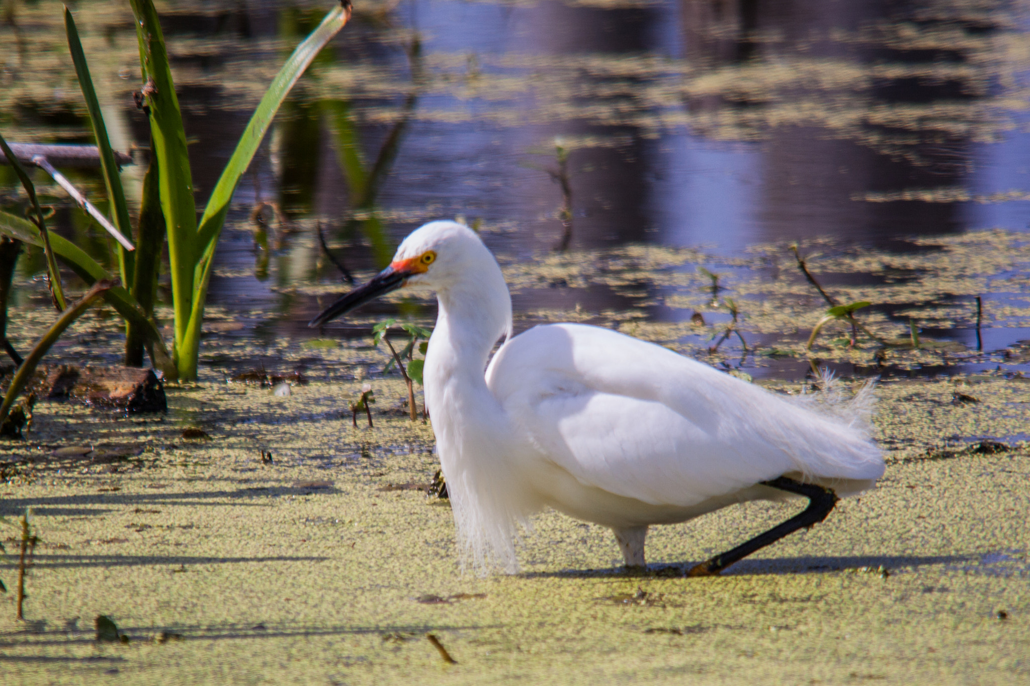 Canon EOS 5D Mark II + Sigma 150-500mm F5-6.3 DG OS HSM sample photo. Wading egret photography